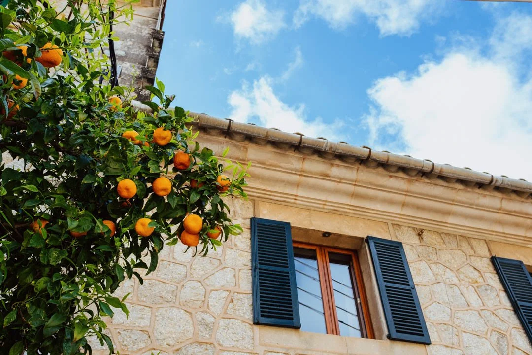 orange trees in street Valldemossa