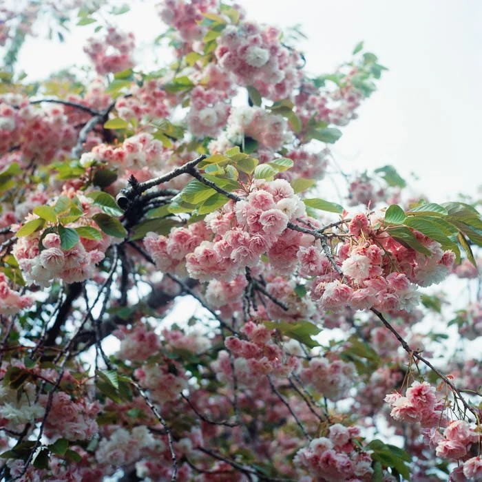 large pink blossom tree in sunlight, Yashica mat-124G camera