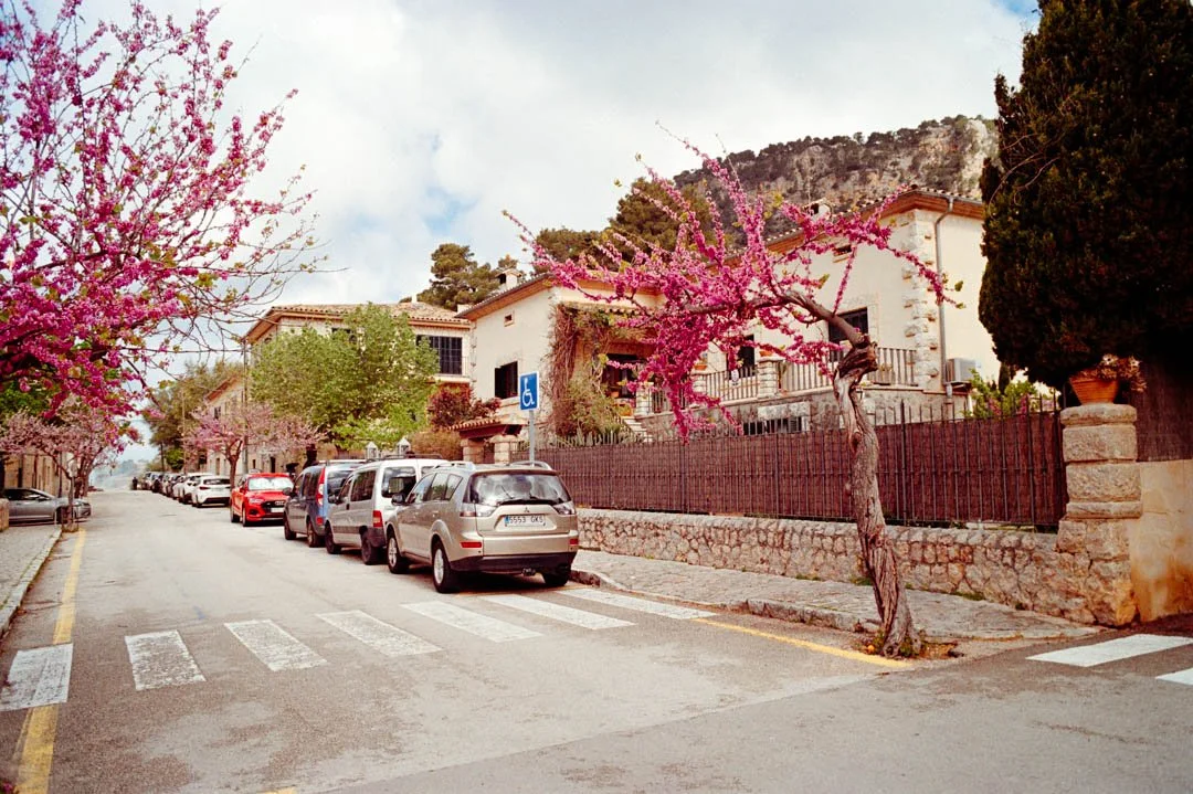 pink blossom trees Valldemossa Majorca
