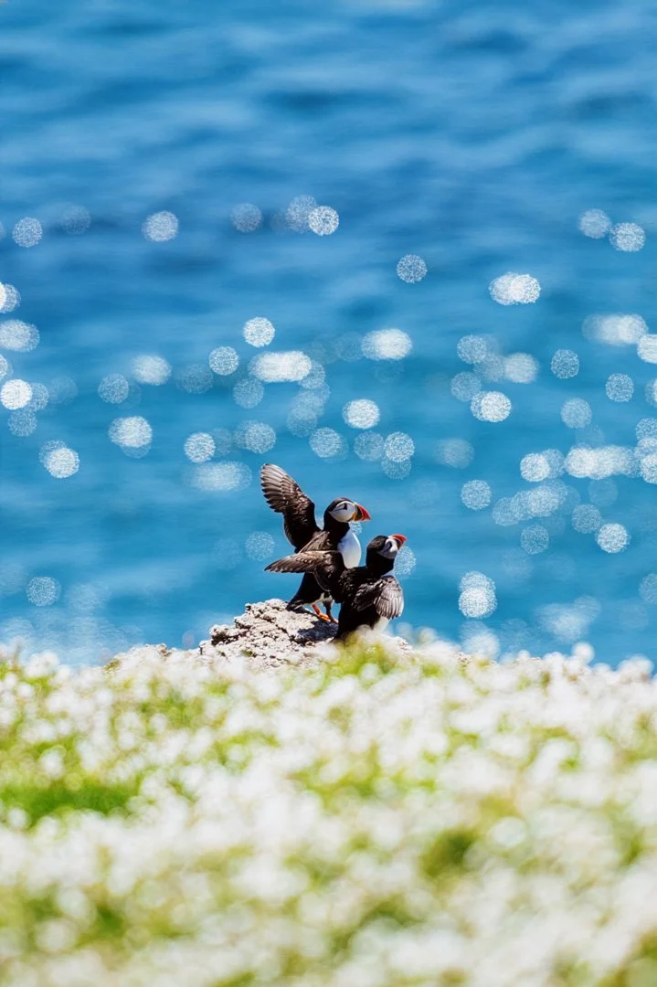 Two puffins on a rock by the ocean, with one puffin spreading its wings and the other sitting, and the water sparkling in the background.