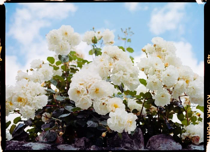 white rose bush with blue sky in the background, Kodak portra 400 film borders