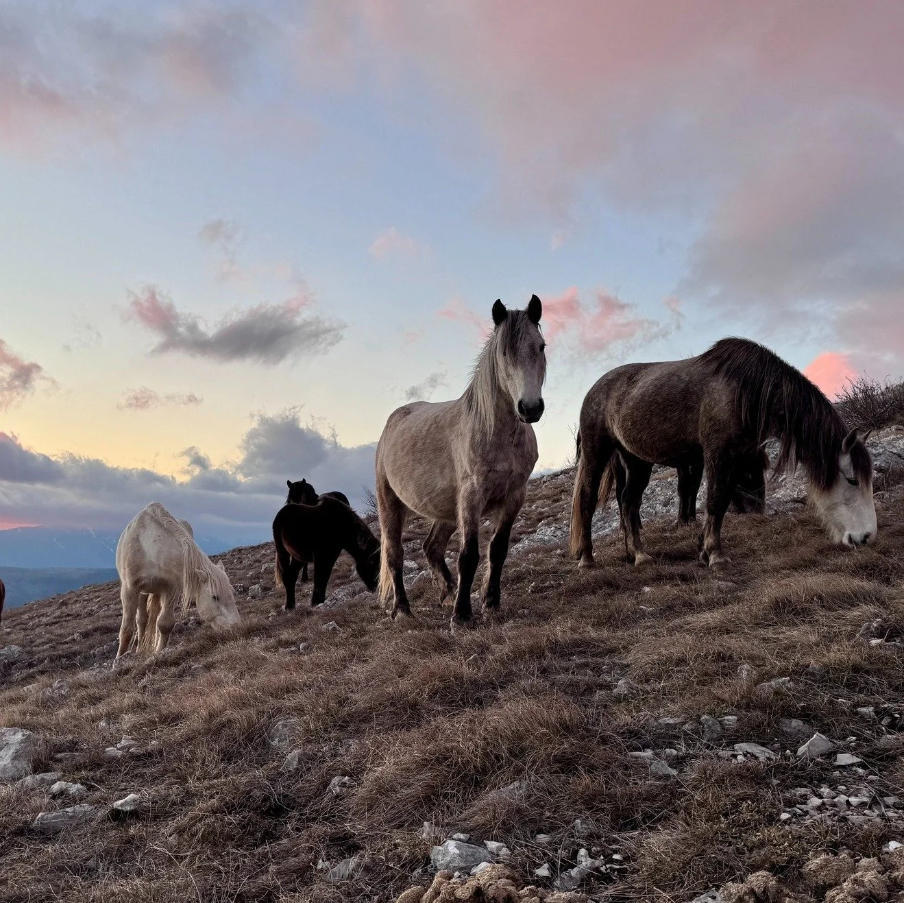 🐎 Over wilde paarden en de kunst van vertragen
Ik heb een diepe fascinatie voor wilde paarden.
In Portugal was ik bij de Sorraia-paarden en de Garrano-pony’s.
In Spanje volgde ik de Pottokas bij Lucy Rees.
En in de bergen van Bosnië ontm