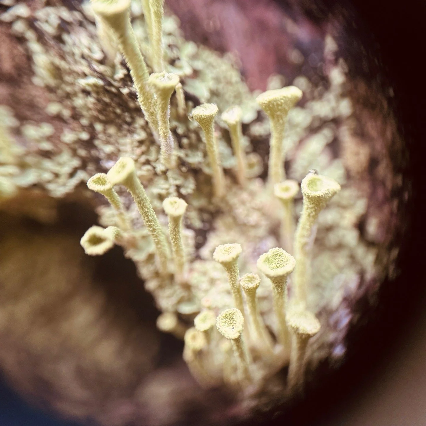 Dit stukje korstmos herinnert me eraan:
dat ik niet altijd maar verder hoef te gaan,
maar mag rusten in het genieten van wat er al is. De weg zelf is het geschenk.