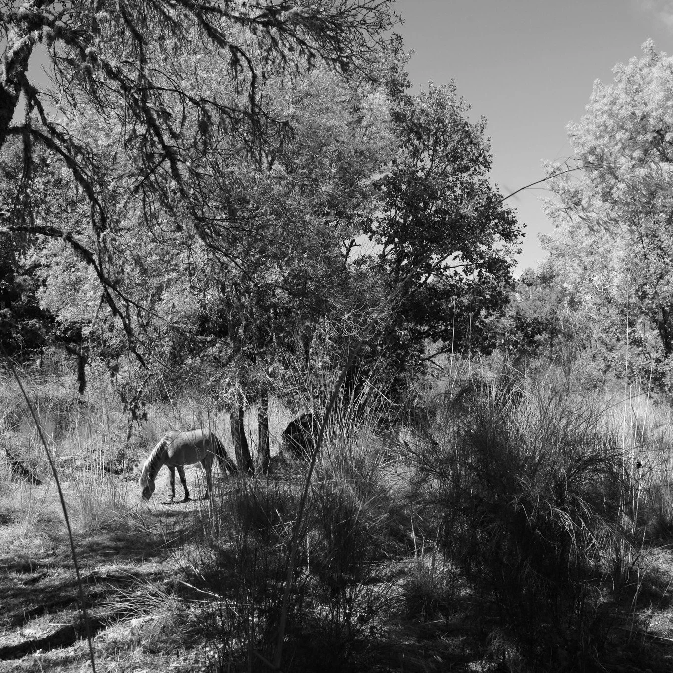 Wilde paarden als kennisbron
In Portugal volgde ik vier dagen lang de Sorraia’s 
— een van de oudste paardenrassen van Europa.
Ze leven daar in een vallei, een verborgen oase van rust, 
waar water, bomen en paarden samen een paradijs vor