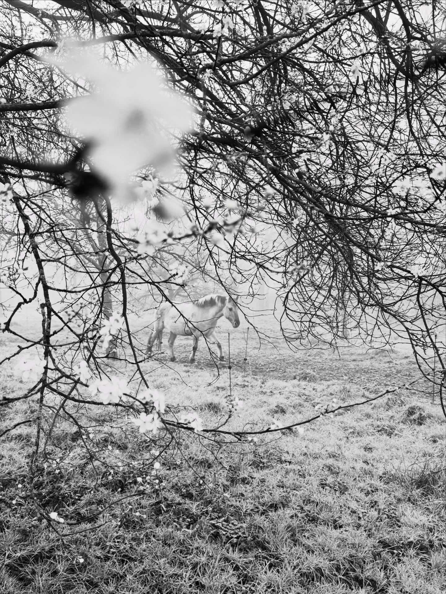 De eerste bloesem in de boomgaard 🤍