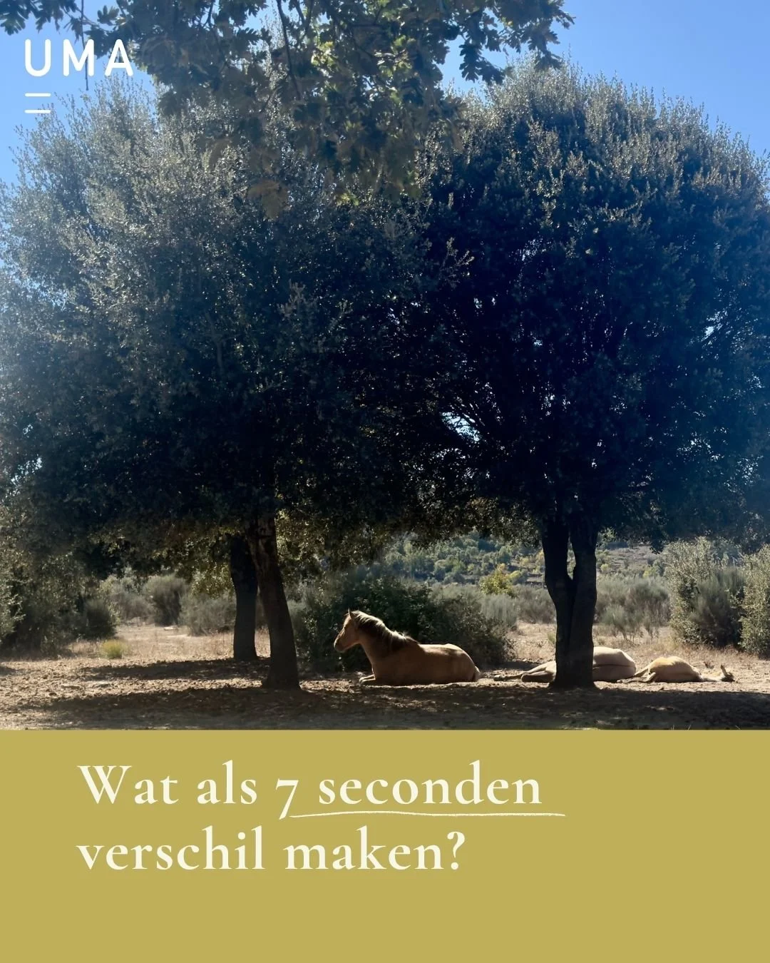 We gaan zo vaak te snel.

Bij onszelf,
en bij onze paarden.

Terwijl net in vertraging
iets kan landen.

✨

Wil je hier meer mee aan de slag 
samen met je paard en je zenuwstelsel?

Stuur me gerust een berichtje voor een gratis kennismaking