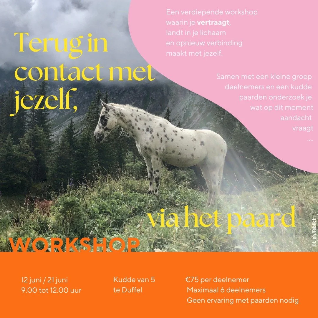 TERUG IN CONTACT MET JEZELF, VIA HET PAARD

Heb je soms het gevoel dat je vooral doorgaat, terwijl een deel van jou eigenlijk verlangt naar rust?

Dat je hoofd blijft denken, terwijl je lichaam vraagt om even stil te staan?

Tijdens deze workshop nod