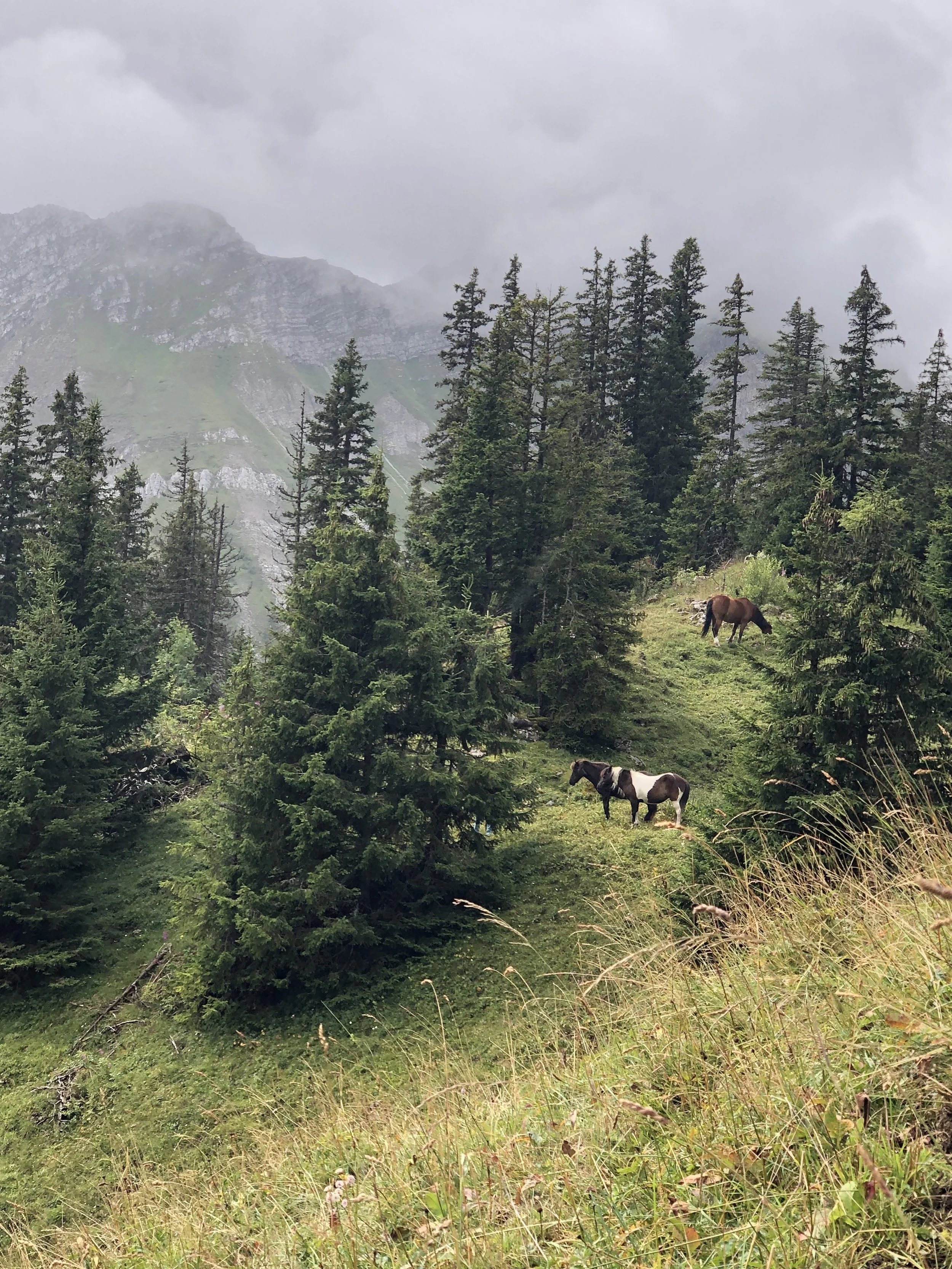 Twee paarden grazen in een bergachtig, bosrijk landschap met coniferen en hoge bergen op de achtergrond, onder een bewolkte hemel.
