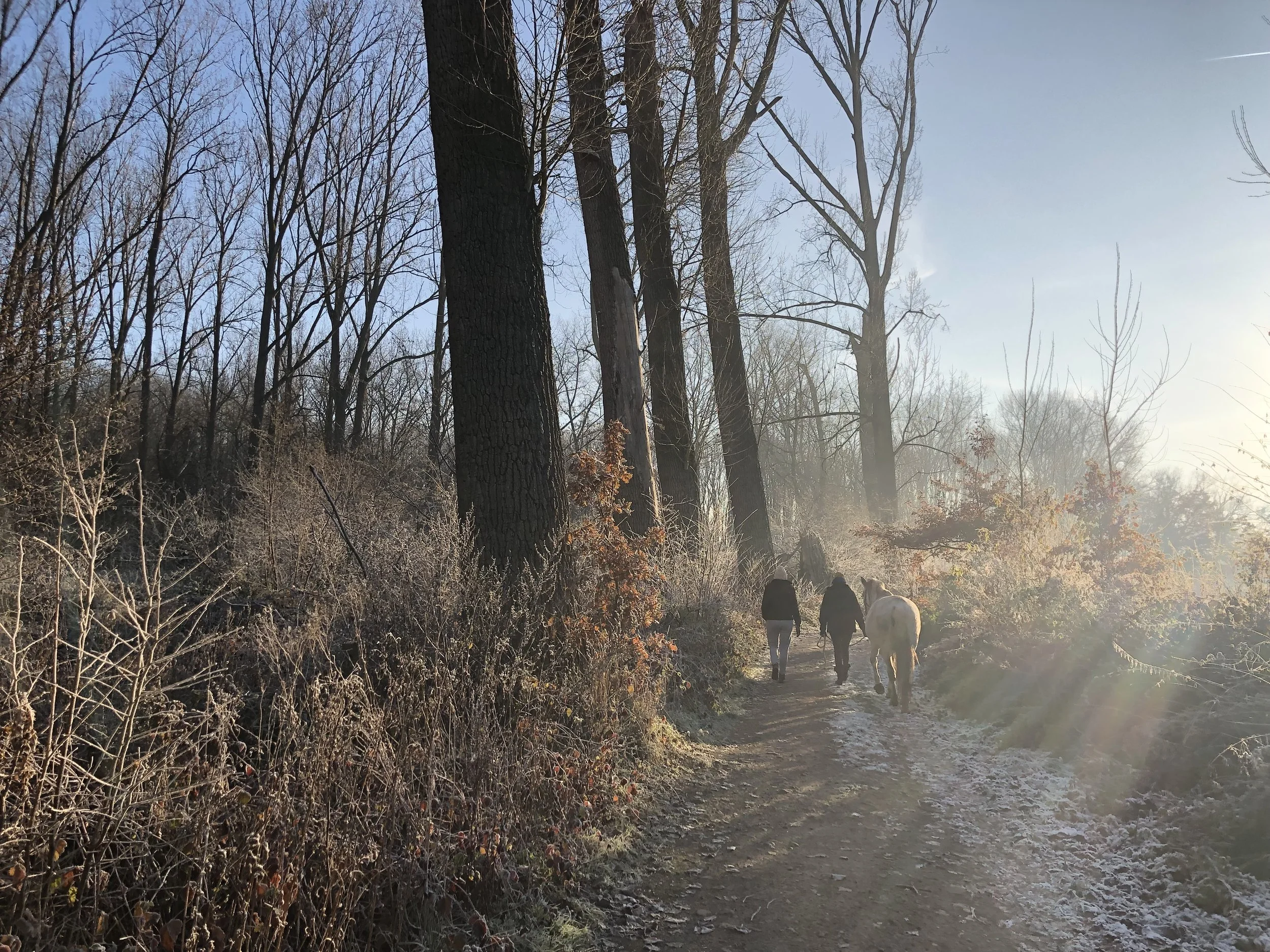 Twee mensen en een paard wandelen op een bosweg in de ochtend, omgeven door bomen en struiken, met zonnestralen en een lichte mist.