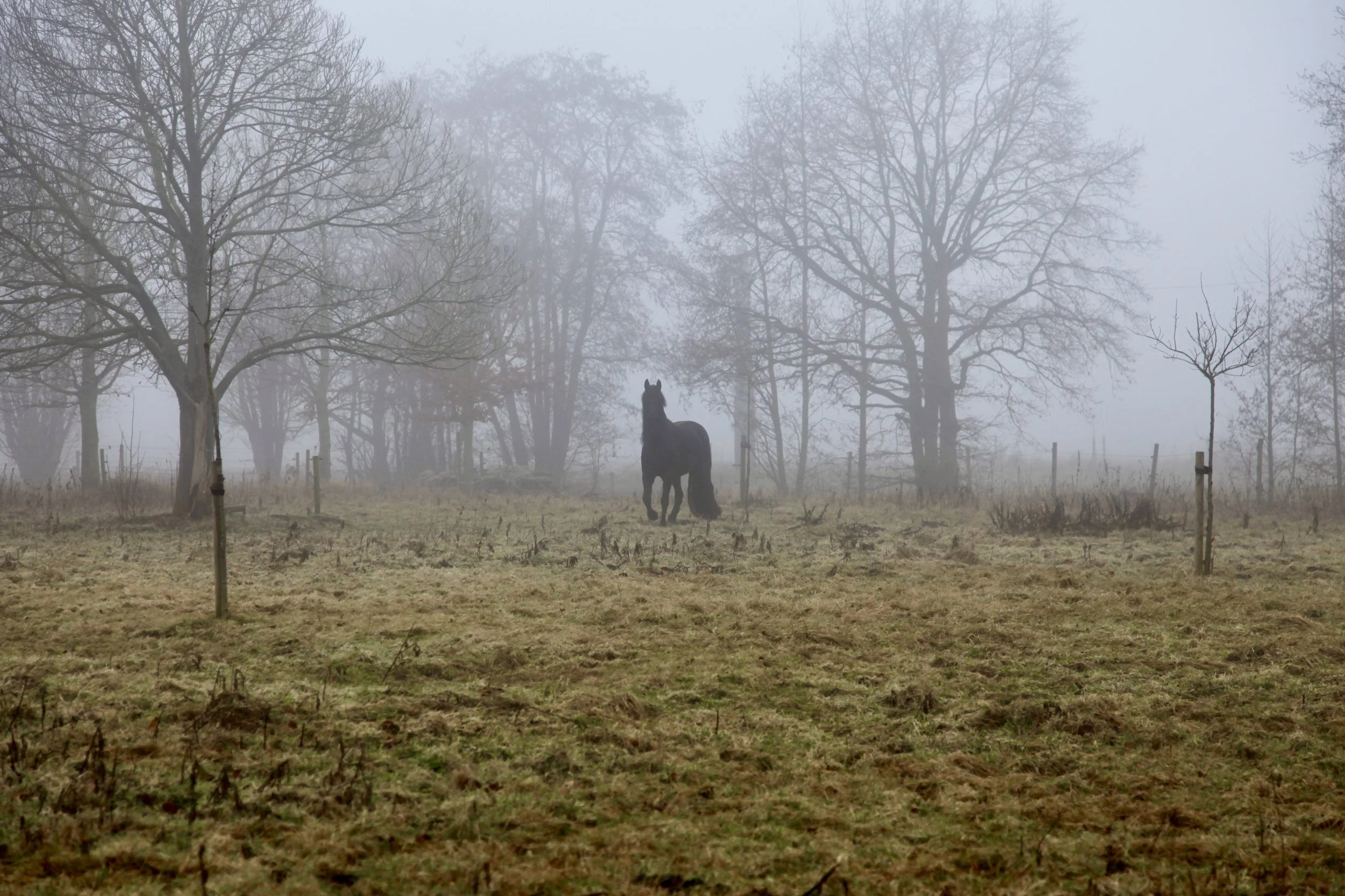 Zwarte paard in mistig landschap met bomen en leeg veld.