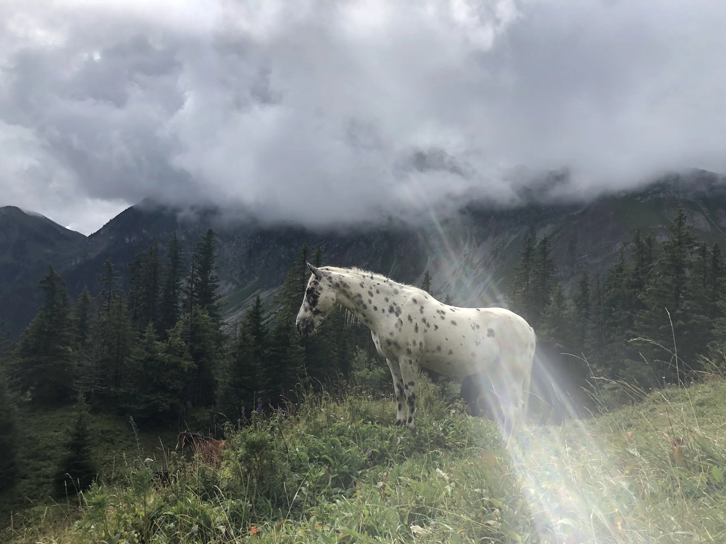 Een spottende witte hengst met zwarte vlekken staat op een groene heuvel met bos en bergen onder een bewolkte lucht.