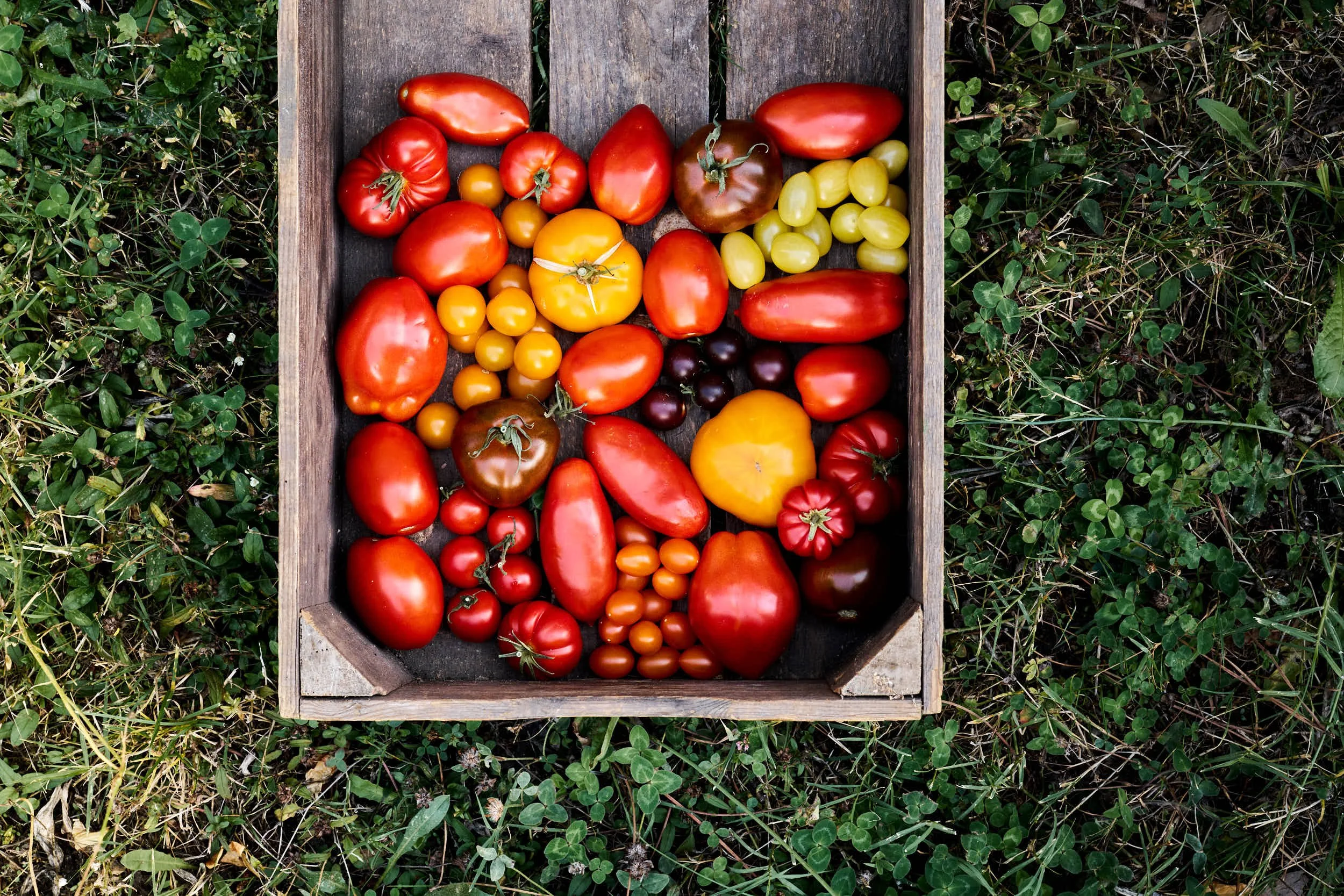 slow-garten-landwirtschaft-vegan-tomaten.jpg