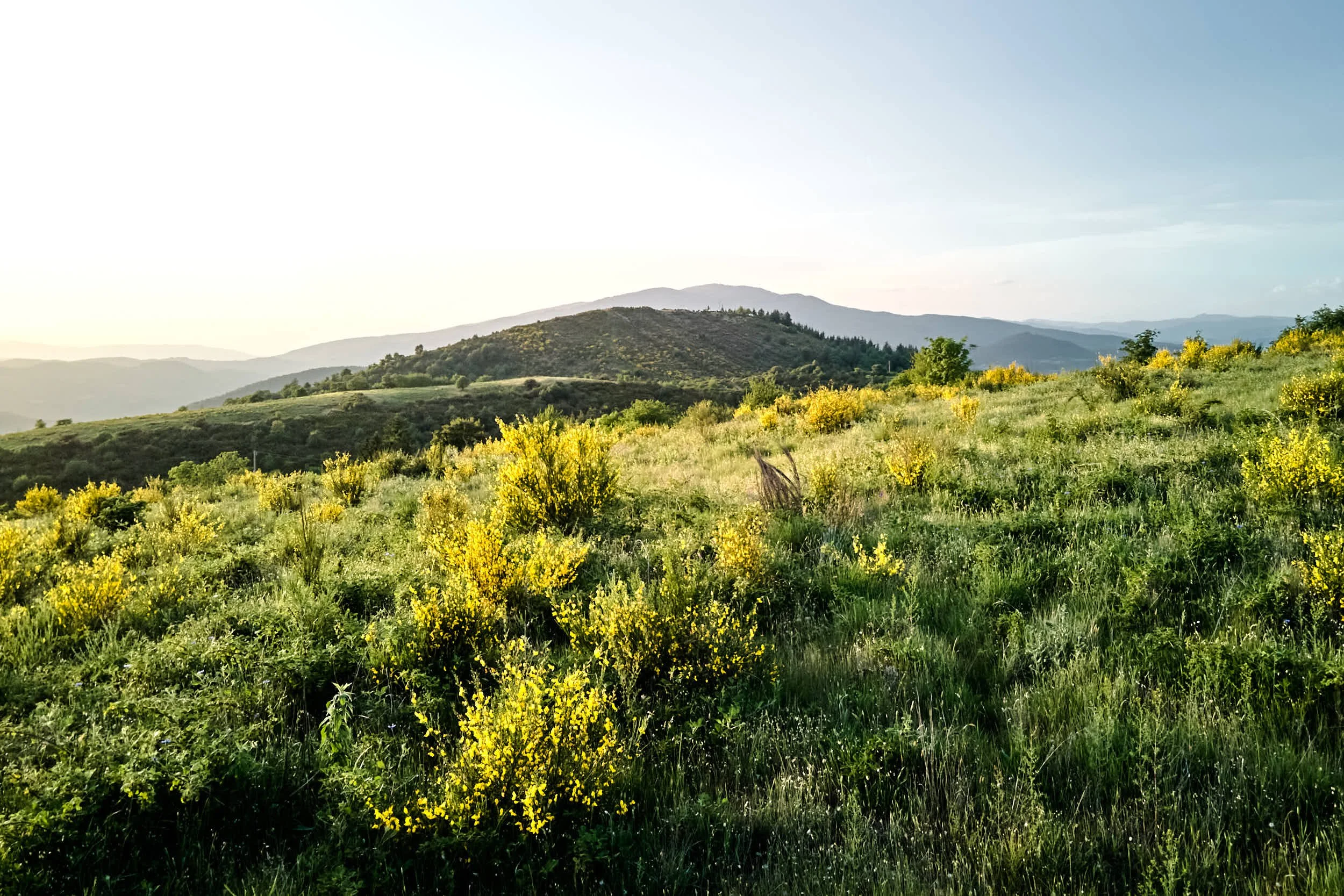 Grünes Hügelpanorama mit gelben Sträuchern unter hellem Himmel