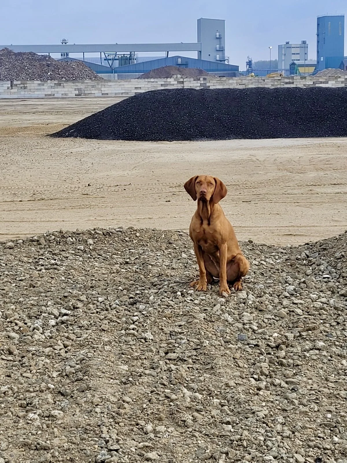 Broedvrij houden met jachthond