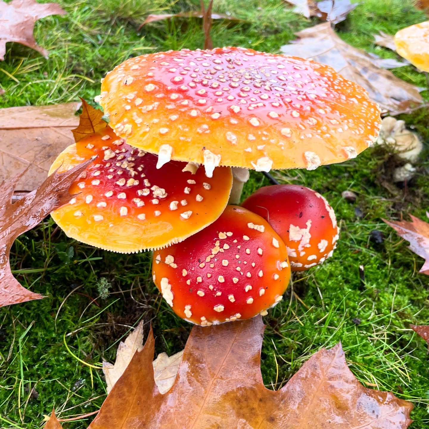 Ran across these clever fun-guys in a clinic parking lot. Musht paint later. 🍄