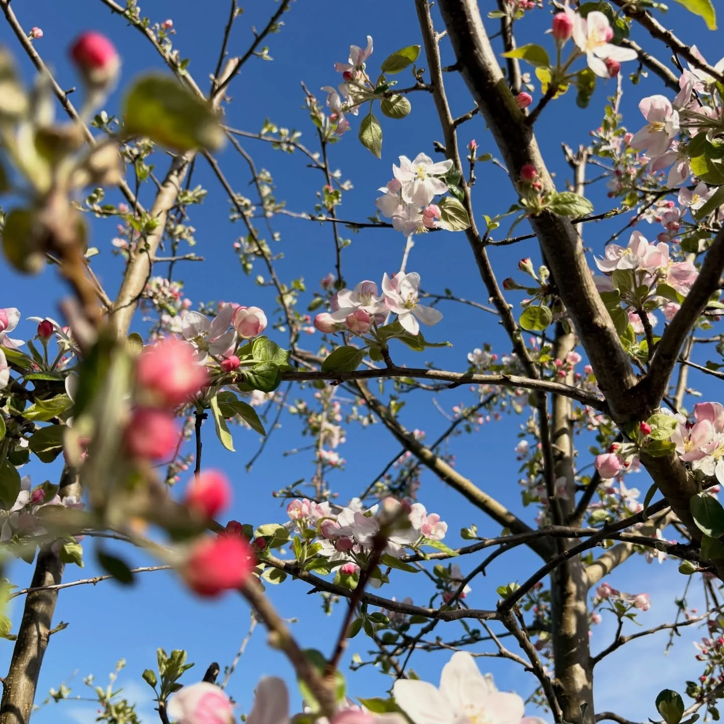 Just a little flora, a break from the horror. ❤️