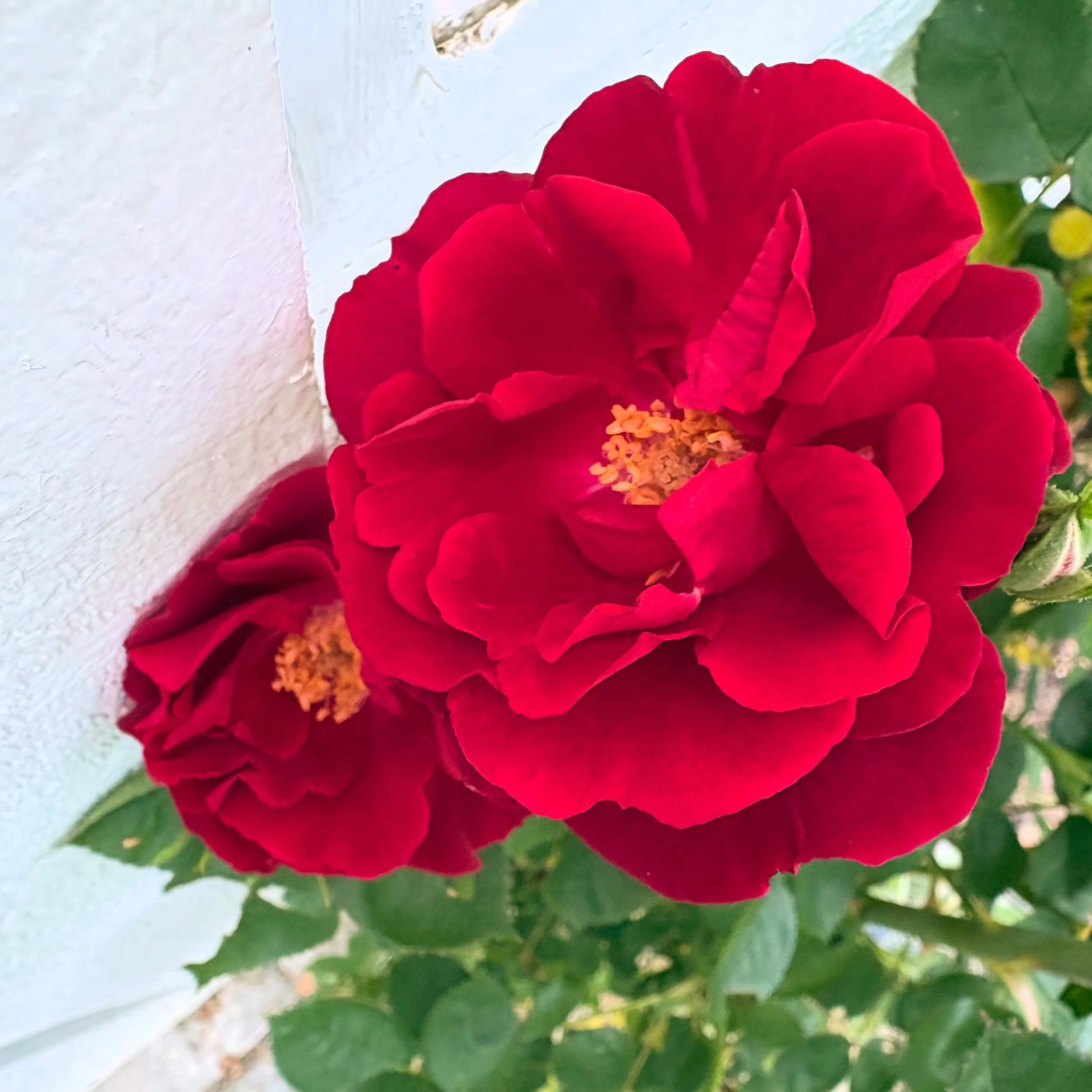 If instagram had smell-o-vision your day would be improved by at least 75% right now. ❤️ First blooms ever on this rose bush I got as a cutting. Had no clue what color/type it was. 🤪 Finally bloomed and the velvety flowers are dramatically deep red 