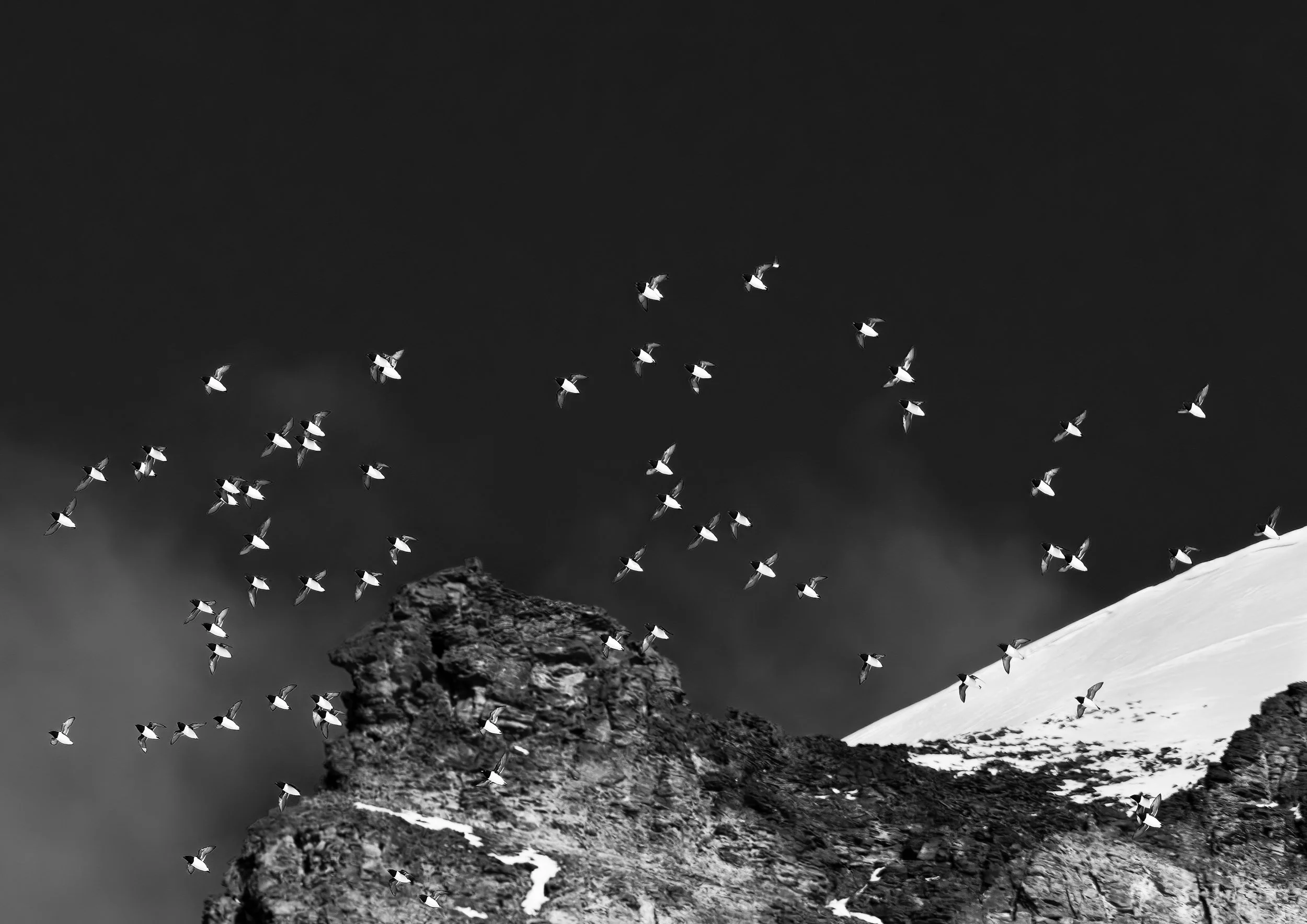 A3 / A2-passepartout - Little Auks on the Move SOLD OUT