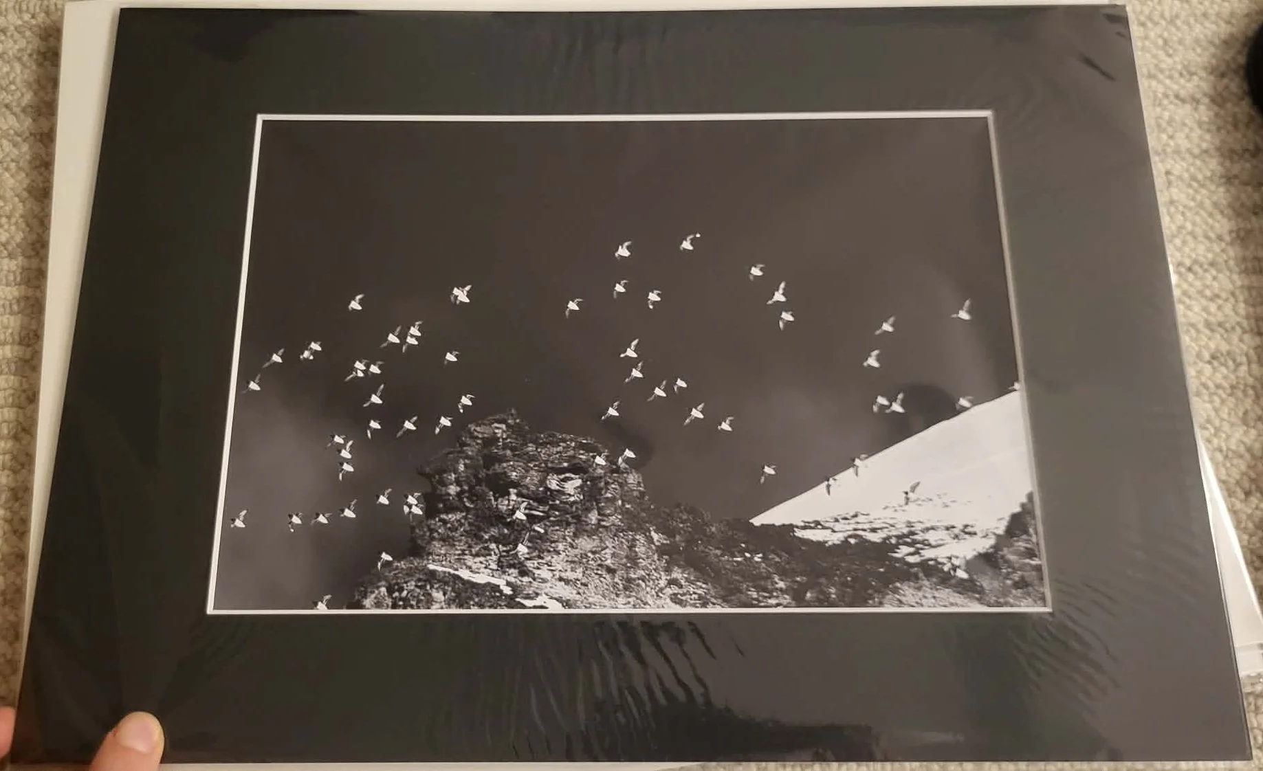 The Little Auks on the Move - A4/A3 passepartout