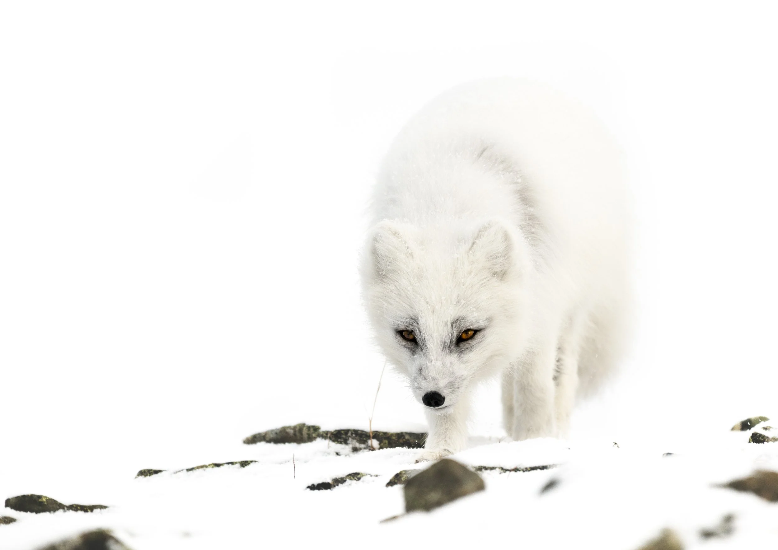 ARCTIC GALLERY