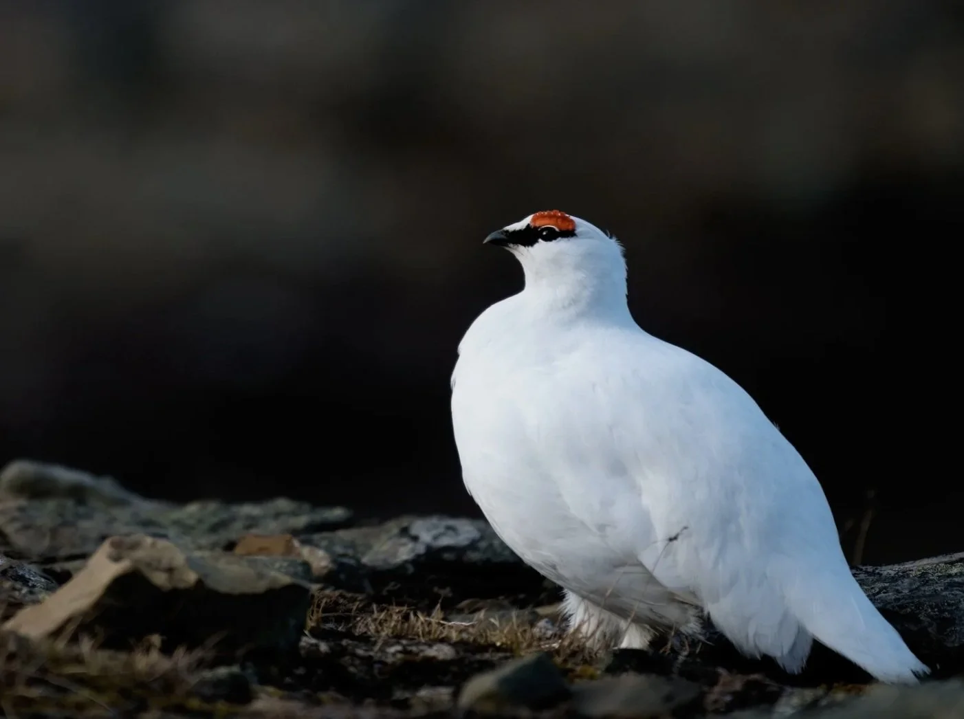 A4 / A3 comes with white corners WITHOUT passepartout.  The Late Ptarmigan