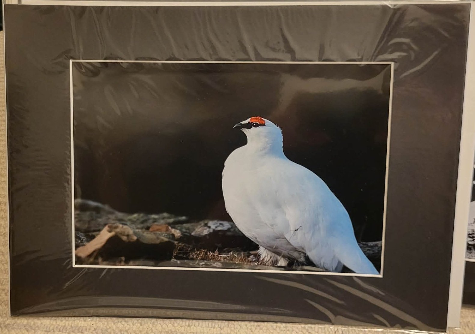 A4 / A3 white corners WITHOUT passepartout.  The Late Ptarmigan SALE: 250 DKK | $40