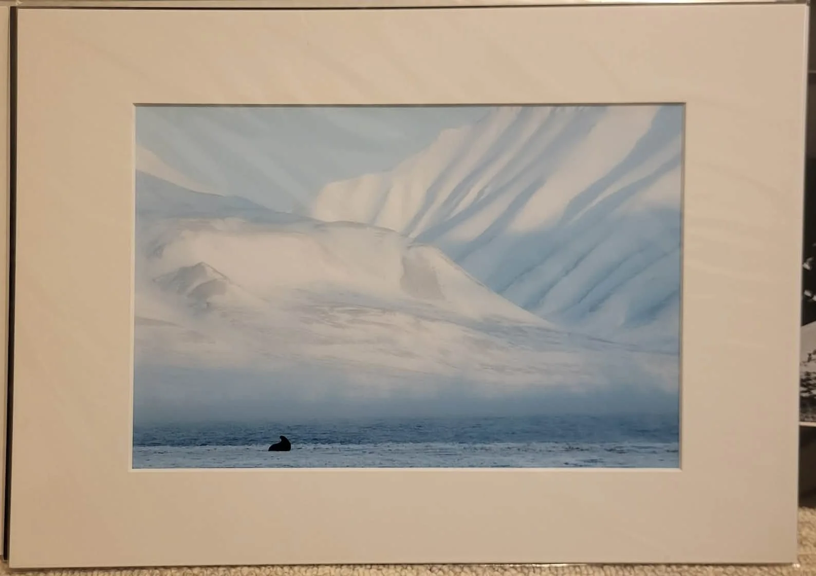 The Lonely Walrus Cub - A4/A3 passepartout