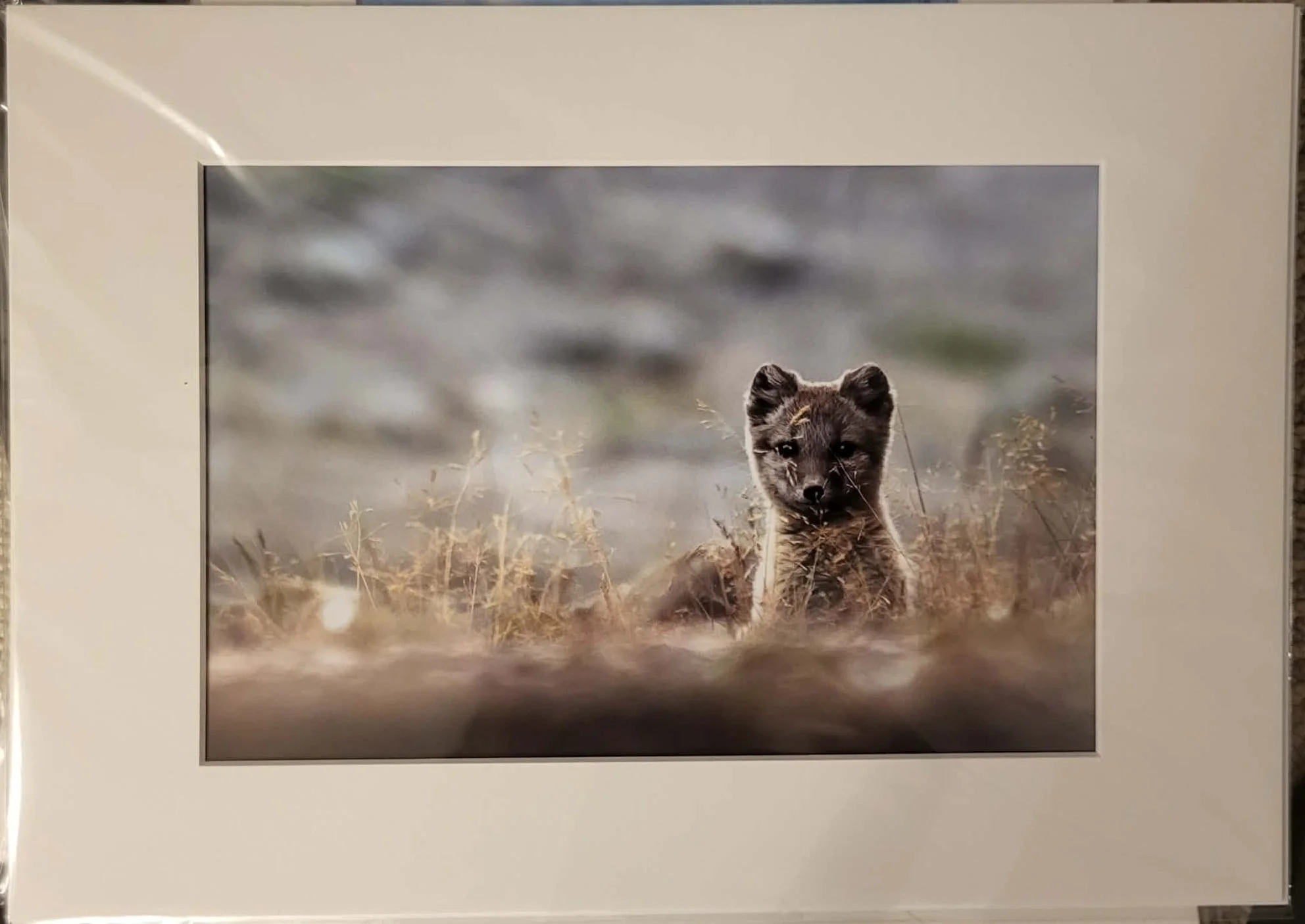 A4 / A3-passepartout - The Fox Puppy next to You - SOLD OUT