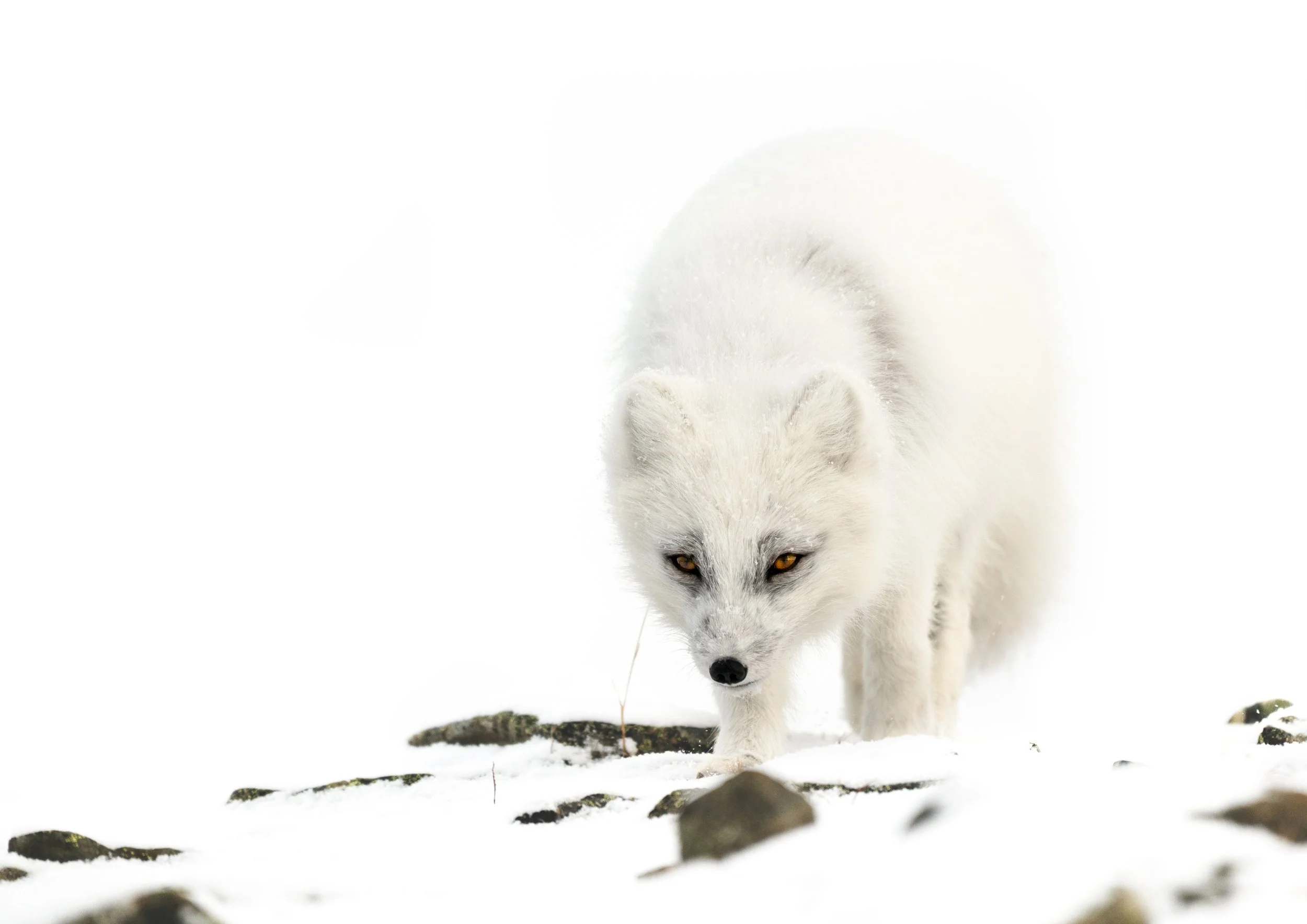 A3 / A2-passepartout - The White One SOLD OUT