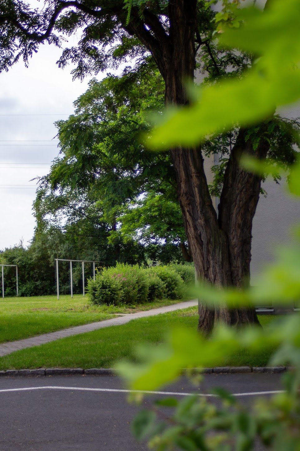 Ein großer Baum in einem Park mit grünen Blättern, einer Wegeschaft und einem Rasen. Im Hintergrund sind Bewässerungsrohre zu sehen.