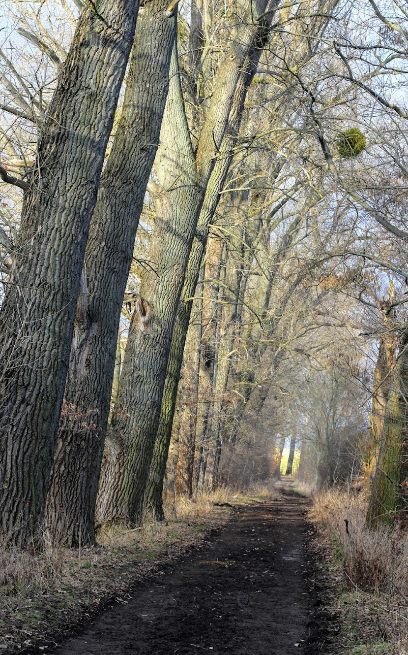 Ein Waldweg mit hohen Bäumen auf beiden Seiten im frühen Frühling, kahle Äste, leichter Schatten, unscharfer Horizont.