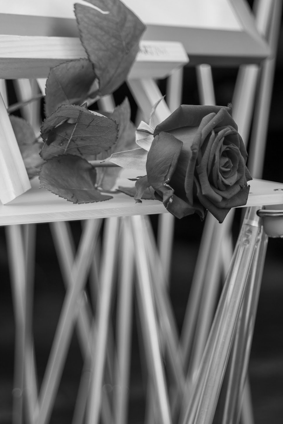 Schwarze Rose mit einigen Blättern liegt auf einem Stuhl. Im Hintergrund sind mehrere weiße Stühle sichtbar.