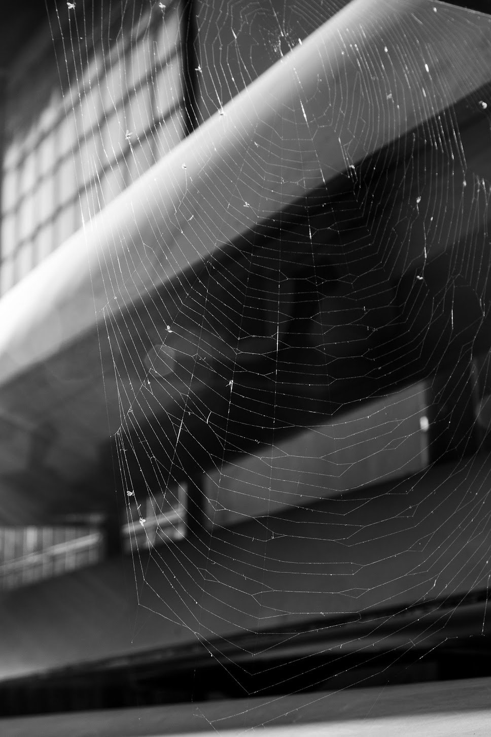 Spinneweb zwischen Gebäudestruktur in schwarz-weißer Fotografie