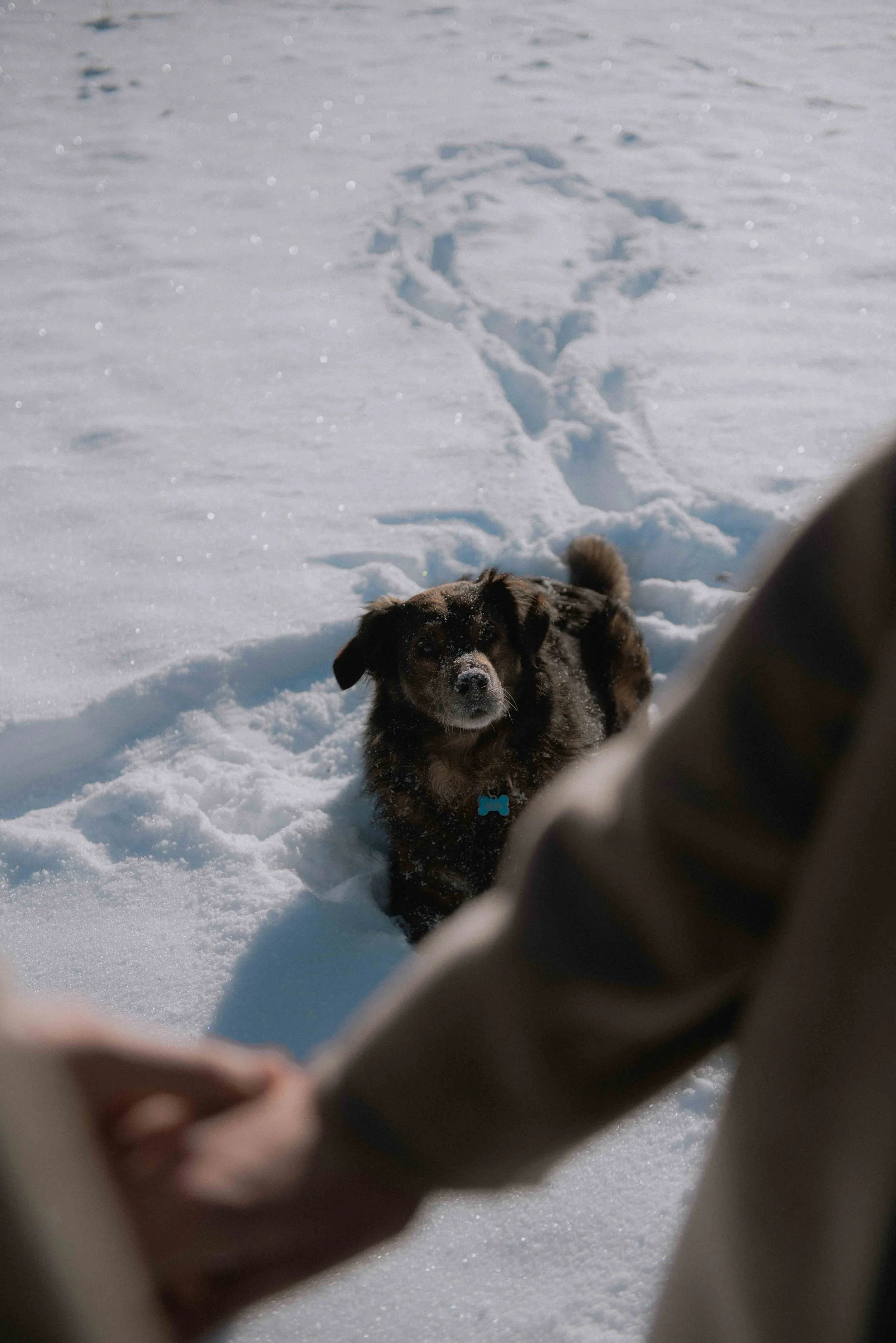 Paarshooting-in-die-Berge-mit-Hund-1.jpg