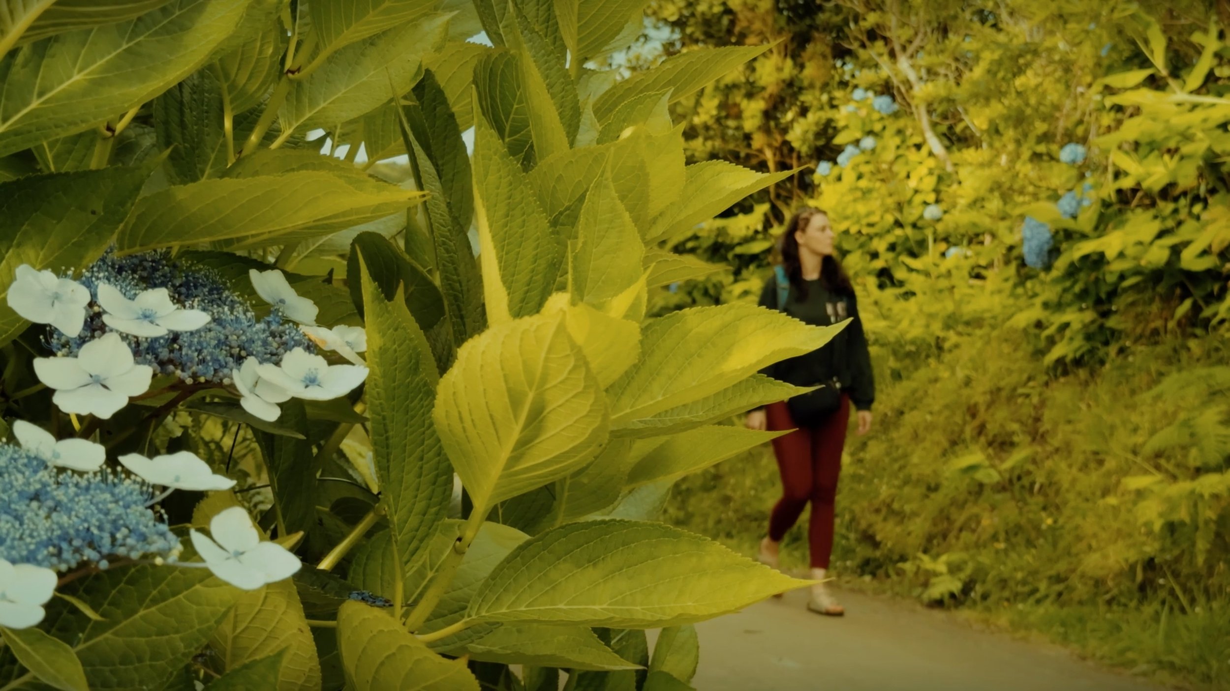 Close-up of green leaves and white and blue flowers in the foreground with a woman walking in the background on a fall day.