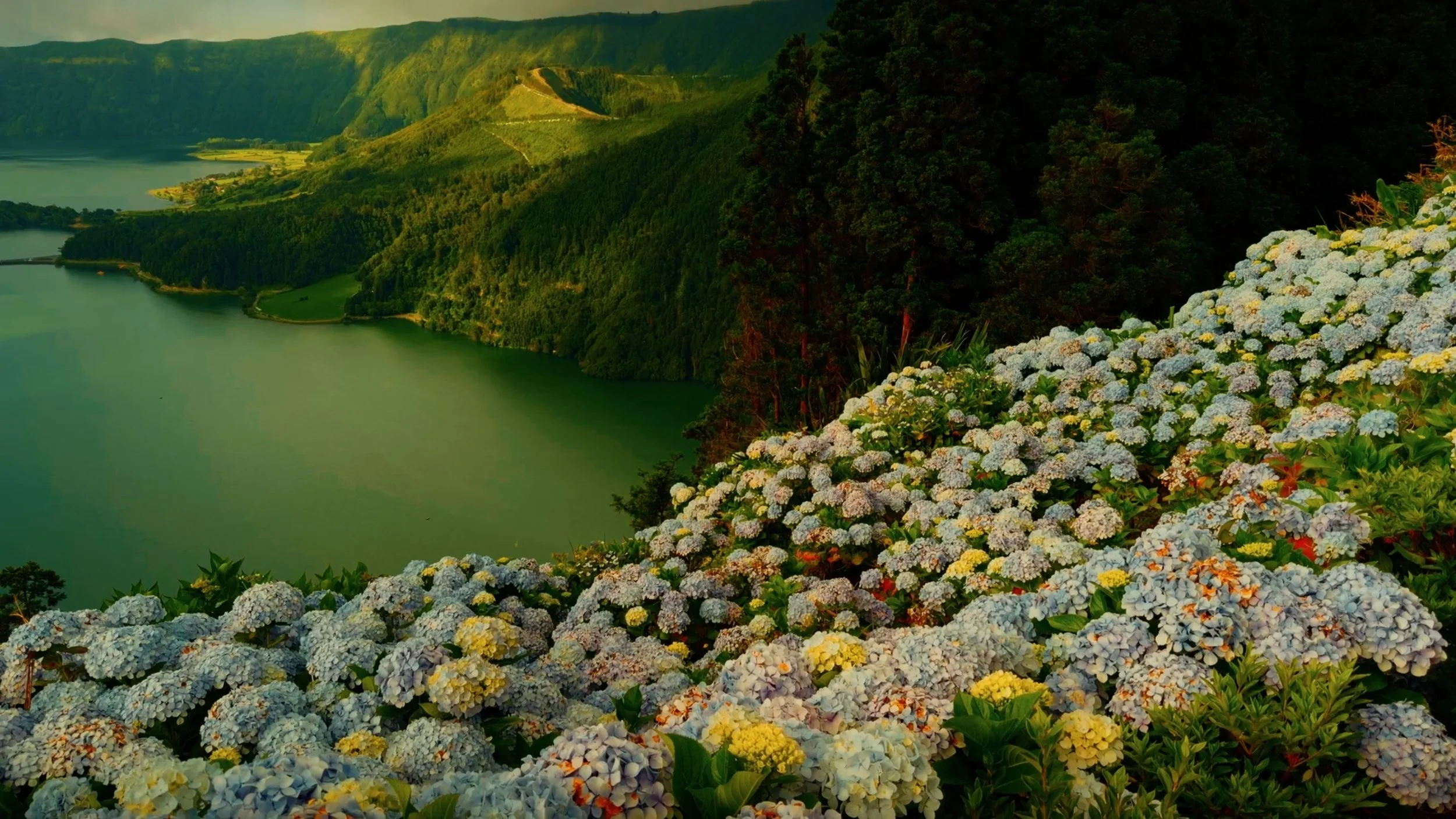 A scenic view of a green river valley with lush hills and mountains in the background, and white and yellow hydrangea flowers in the foreground.