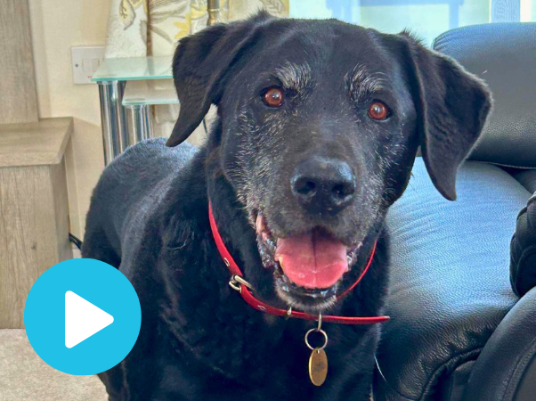 Old dog with a new lease of life