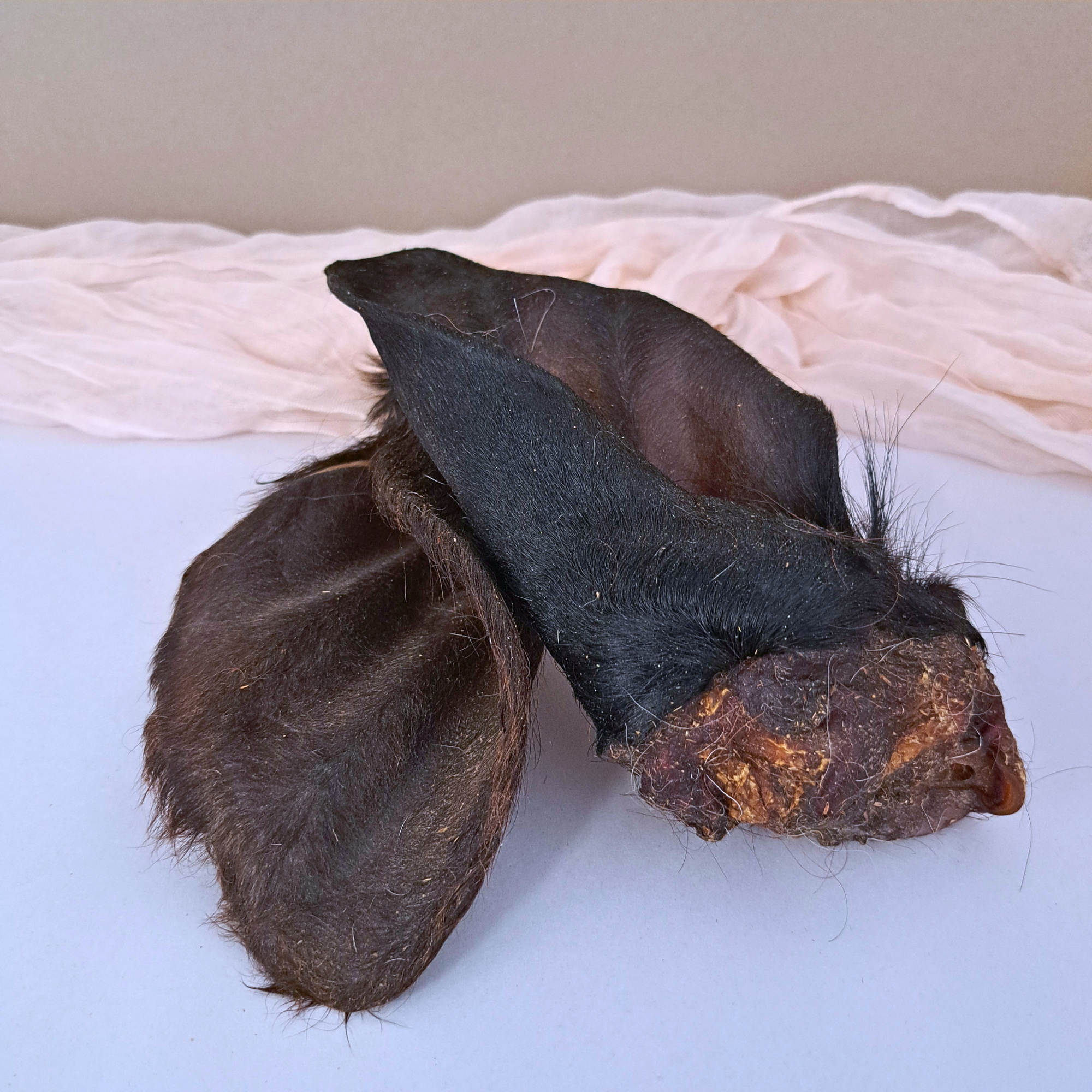 Hairy Cow Ears