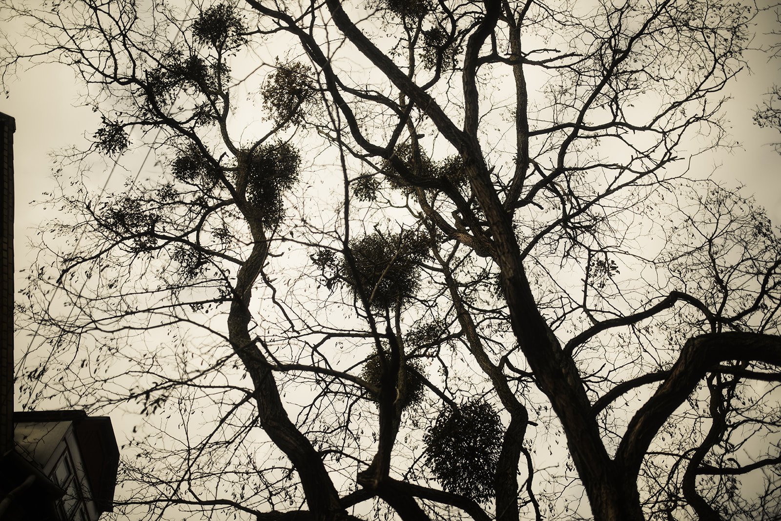 Albero senza foglie con alcune chiome verdi, visto dal basso verso l'alto, contro un cielo grigio.