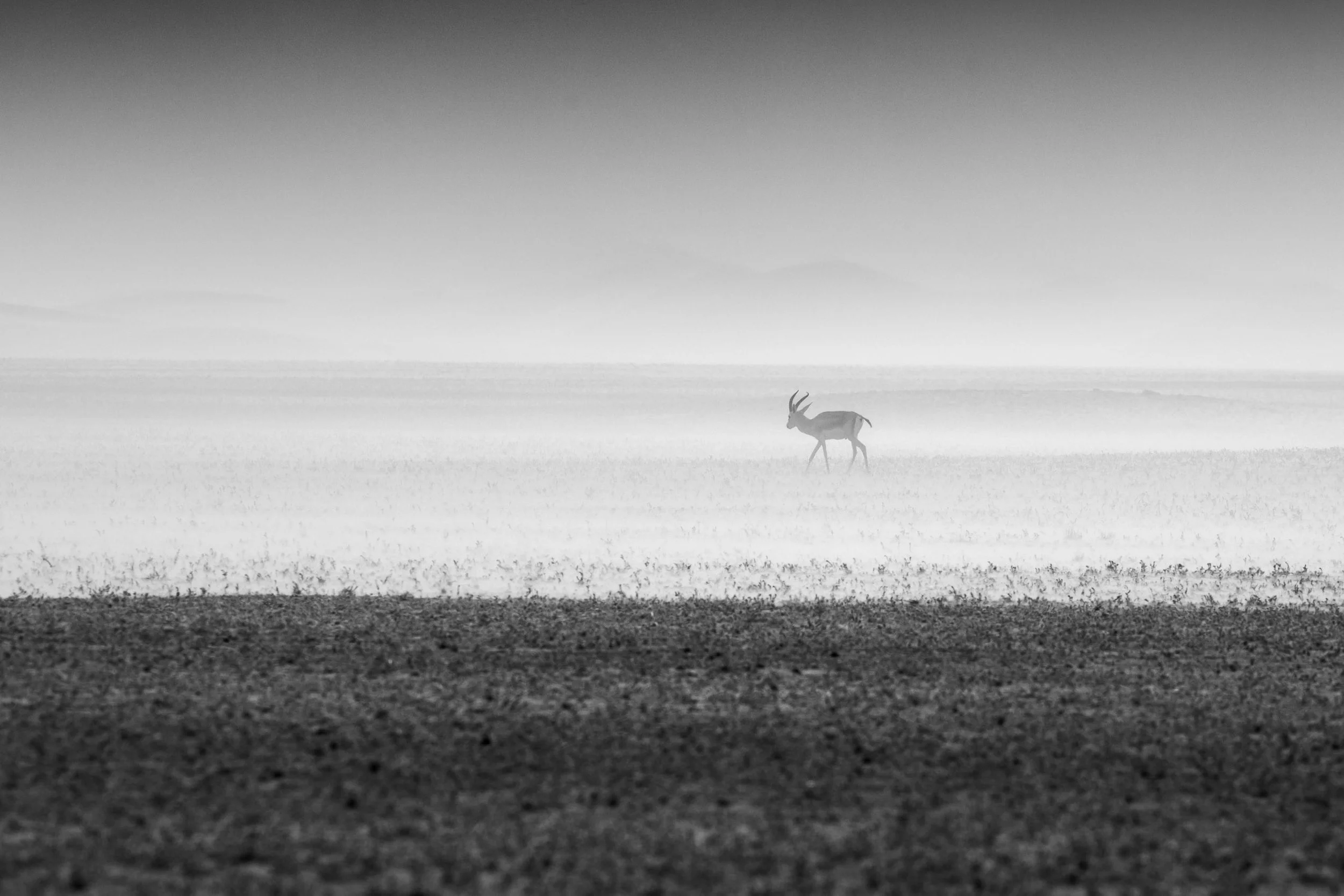 rabian-gazelle-foggy-desert-landscape-SARAB.jpg