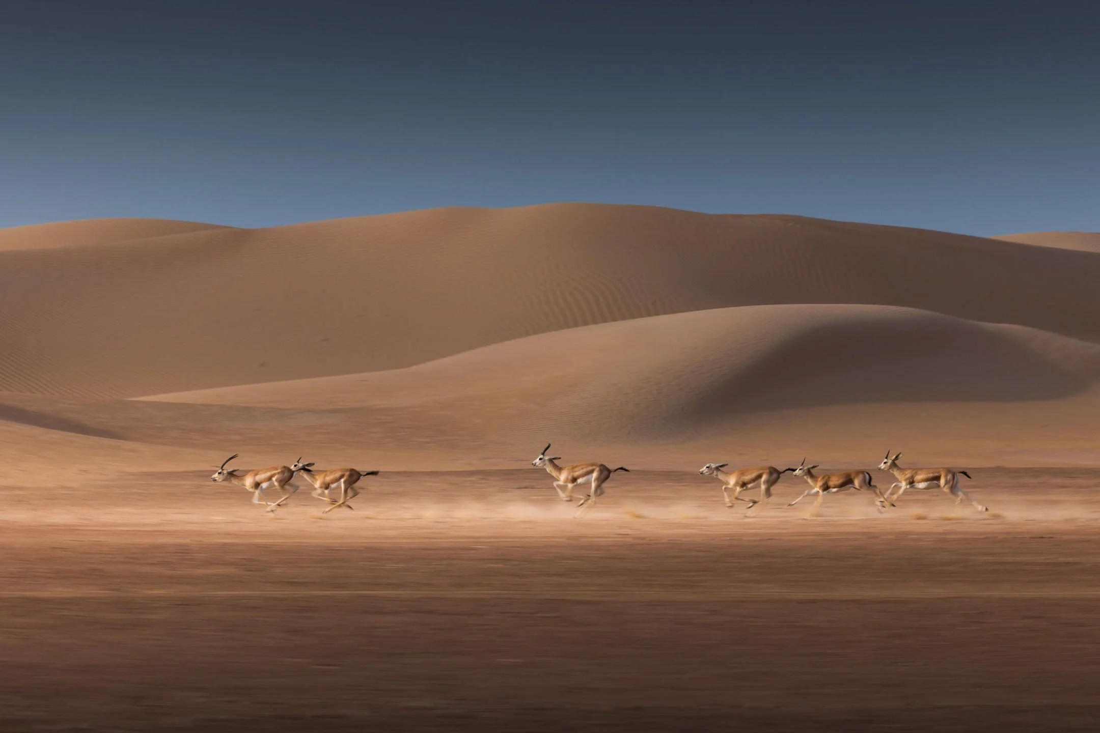 A group of gazelles running across Dubai desert sand dunes with a clear blue sky above - fine art landscape photograph by khalid alhammadi, SARAB Art Production