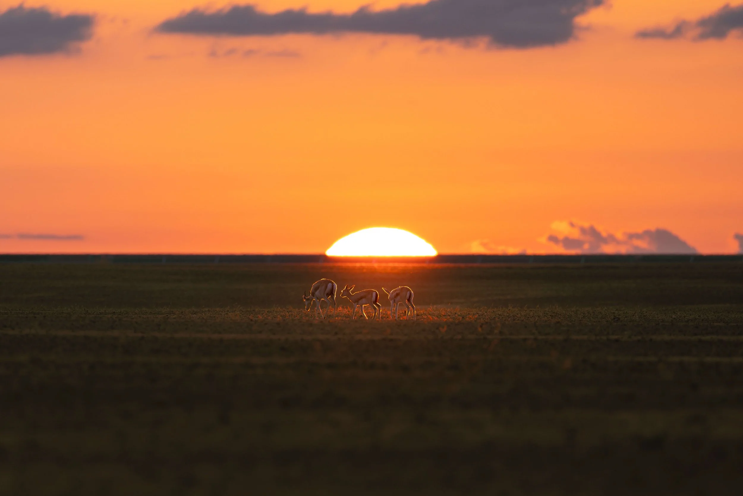 _76A8026-Enhanced-SR 2.JPG