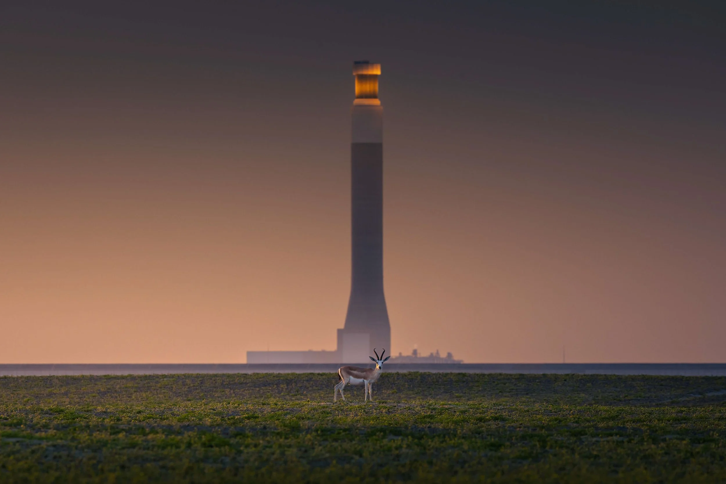arabian-gazelle-dewa-mbr-solar-tower-dubai-uae-sarab.jpg