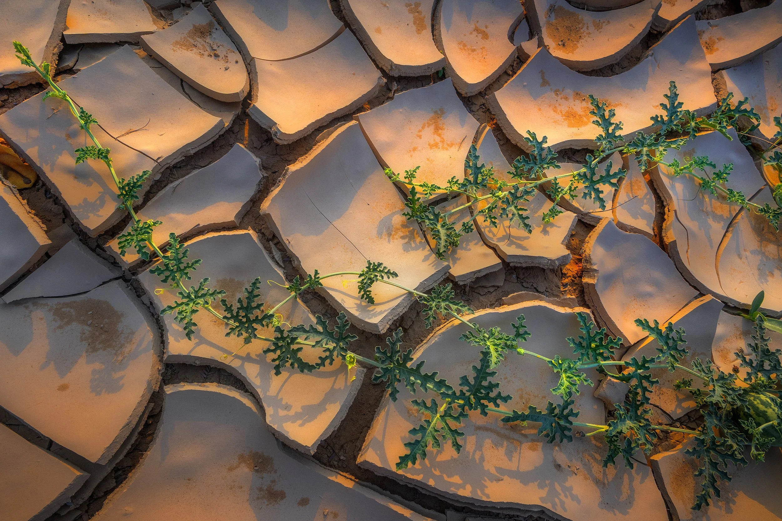 resilient-green-desert-vine-cracked-mud-uae-sarab.jpg