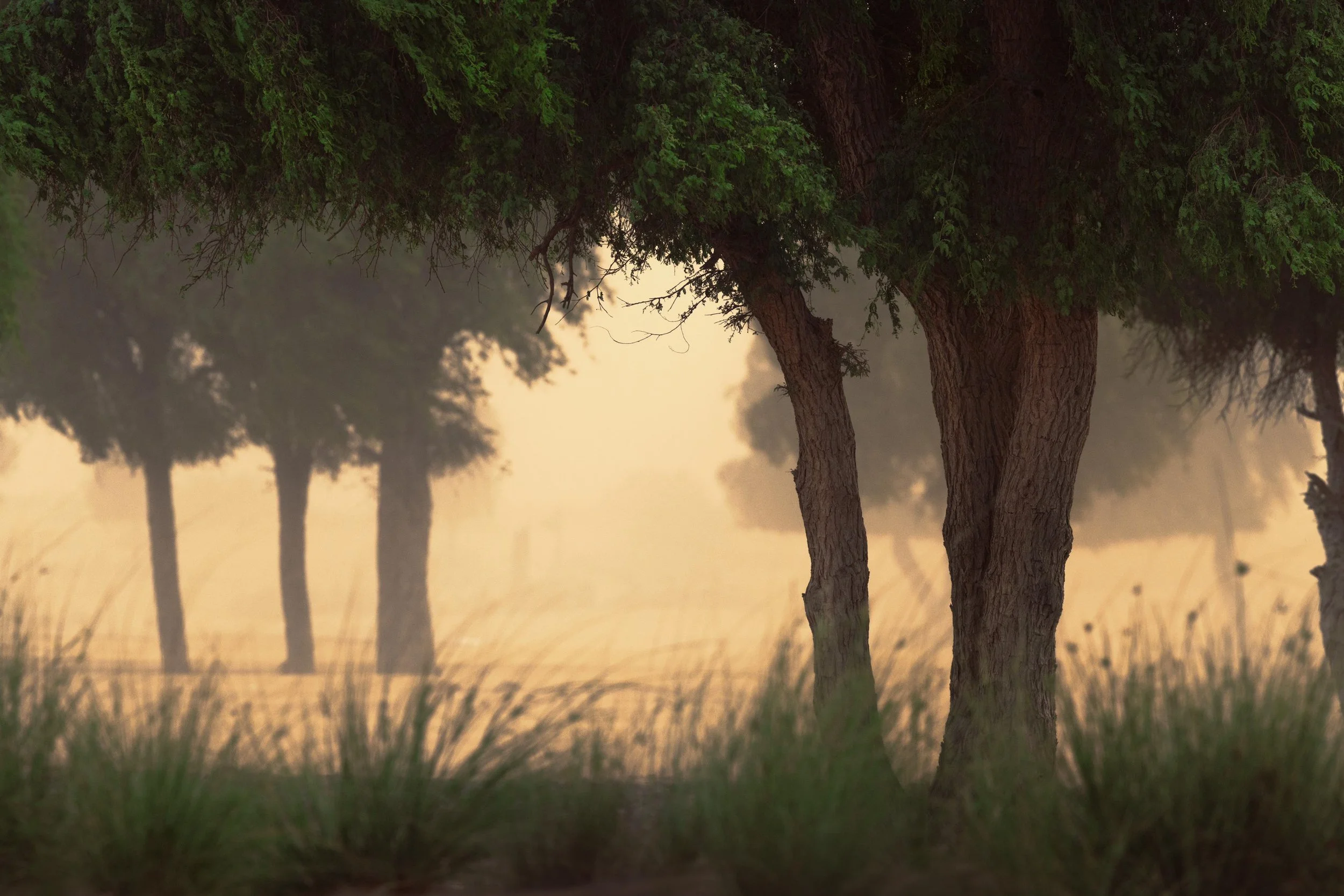 desert-trees-golden-morning-fog-uae-sarab.jpg