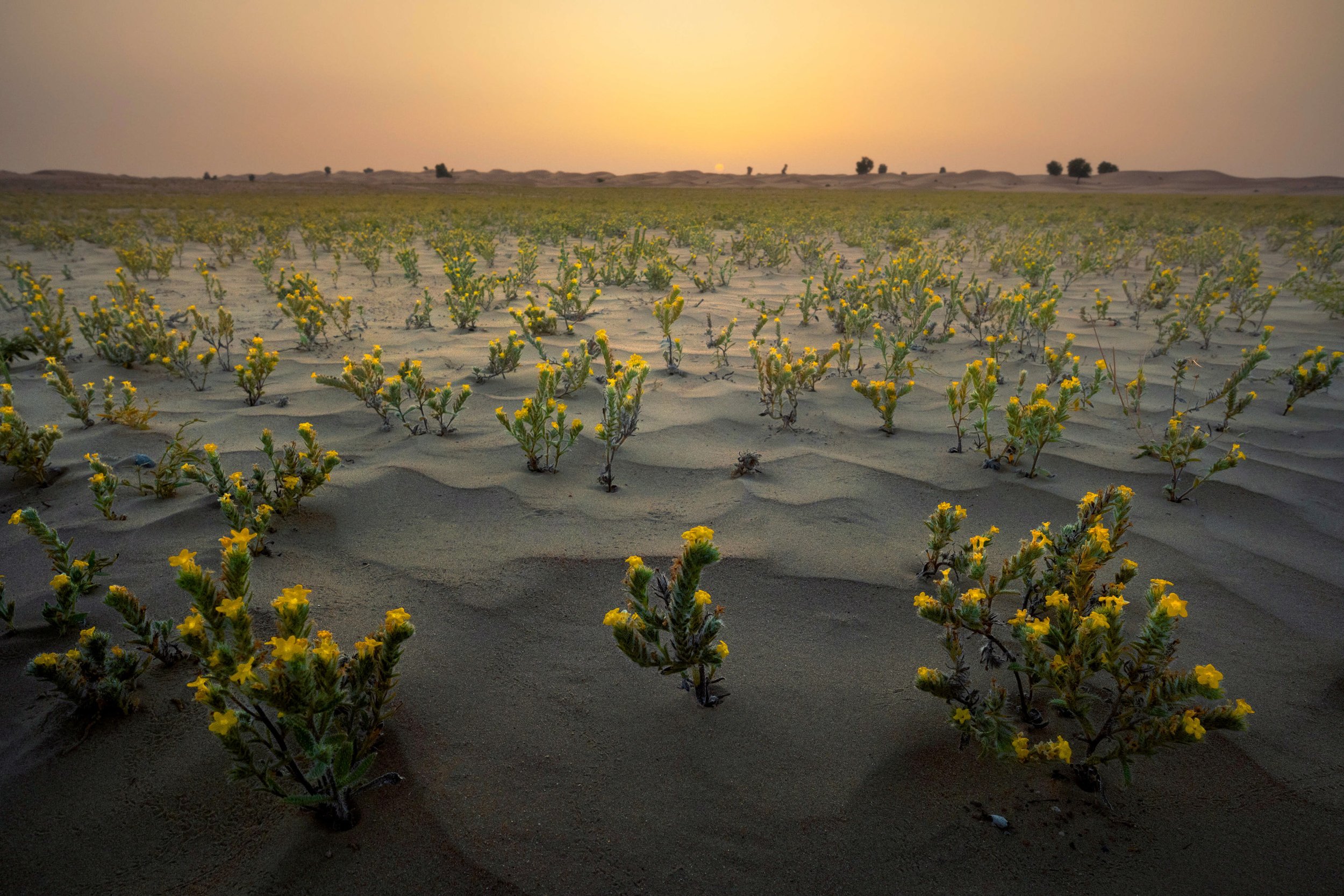 blooming-yellow-desert-flowers-sand-dunes-sunset-uae-sarab.jpg