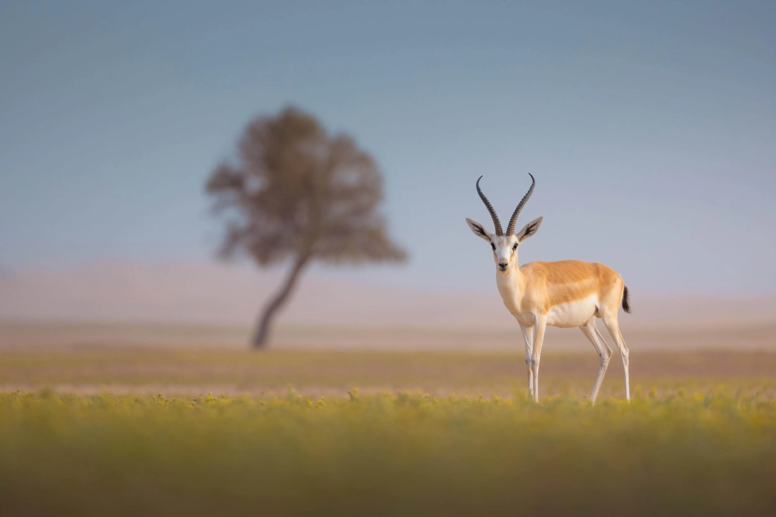 WhatsApp Image 2025-01-16 at 10.57.10 AM(1).jpeg