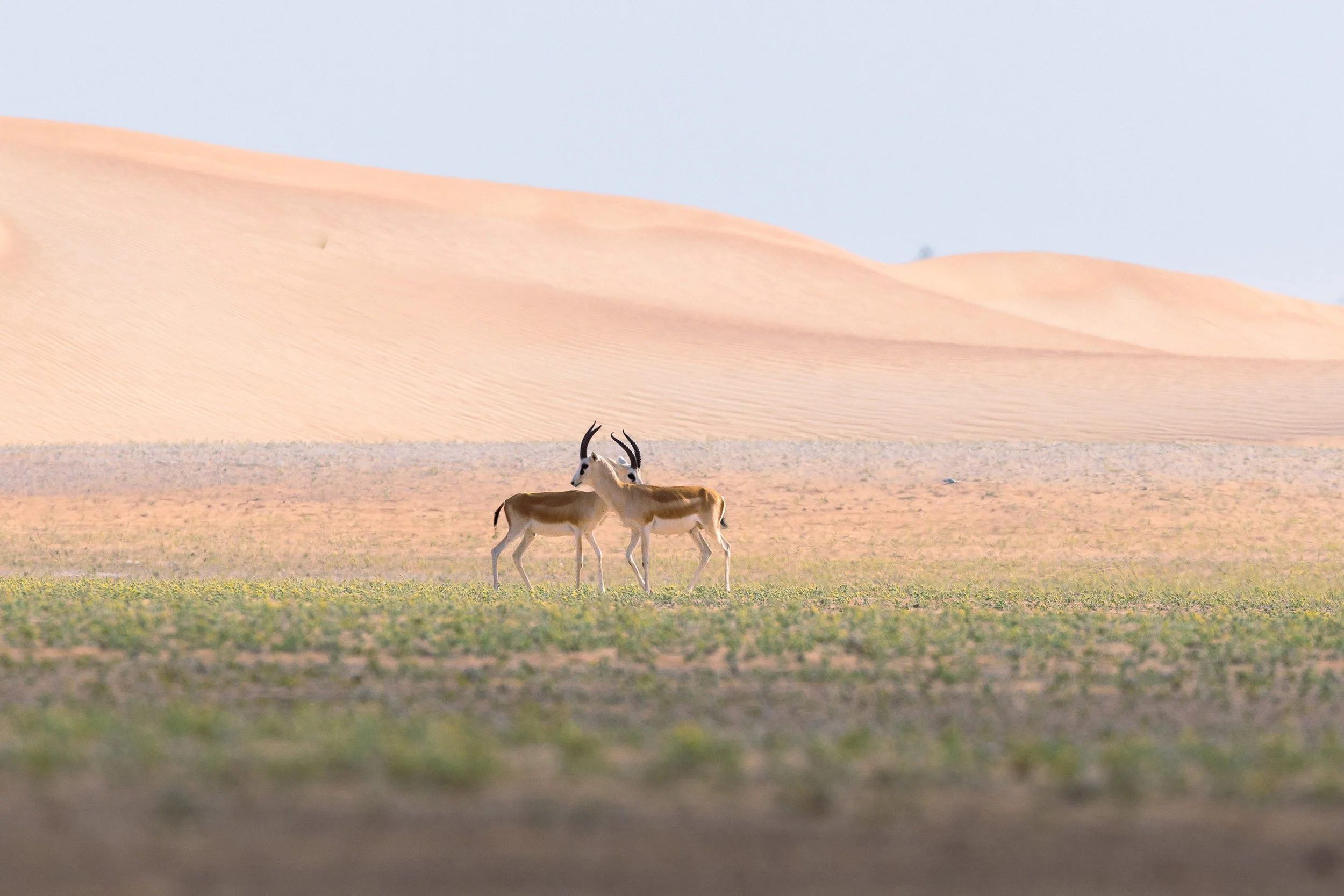 two-arabian-gazelles-desert-dunes-uae-sarab.jpg