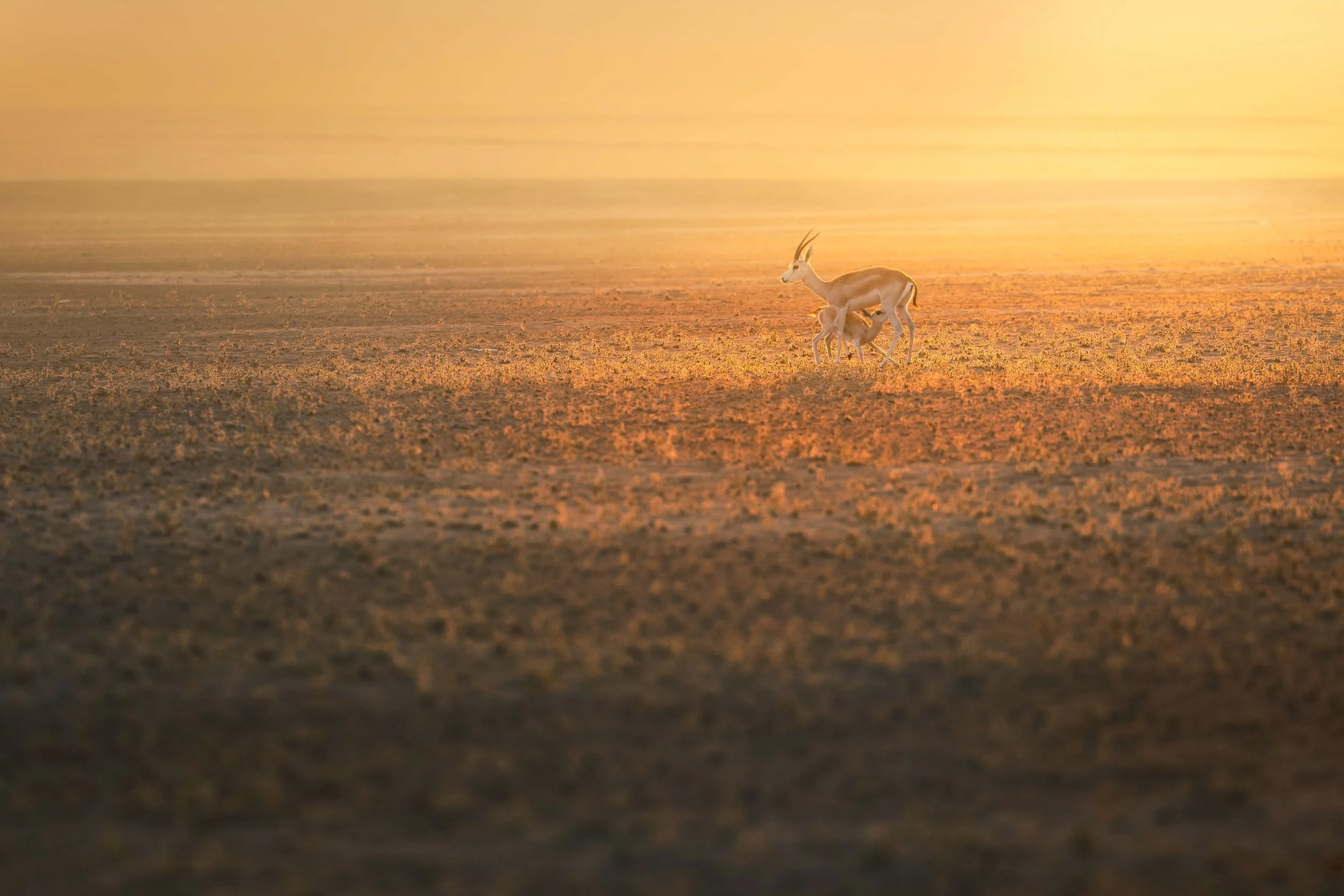 arabian-gazelle-nursing-fawn-uae-sunrise-sarab.jpg