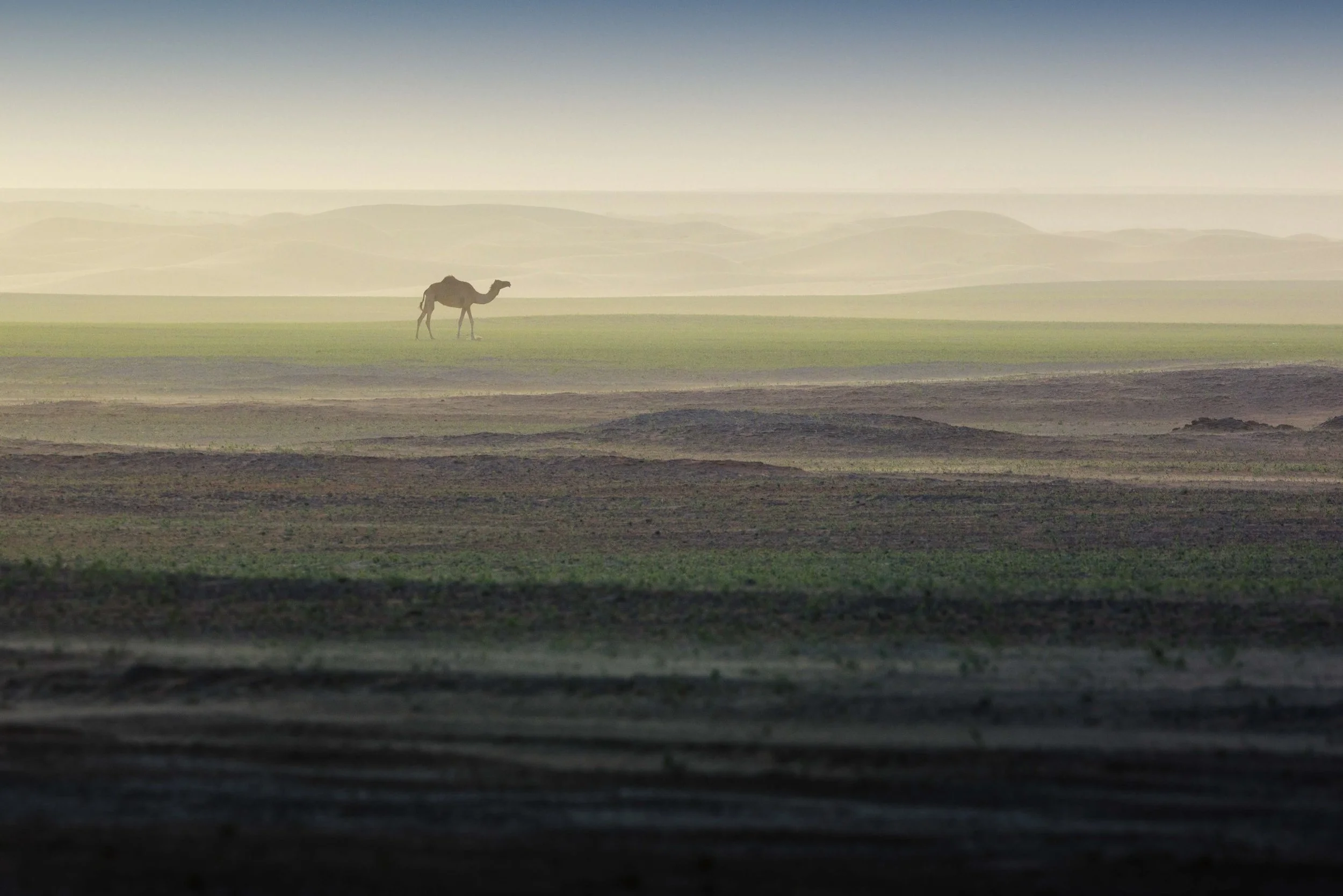 lone-camel-walking-green-desert-dunes-haze-uae-sarab.jpg